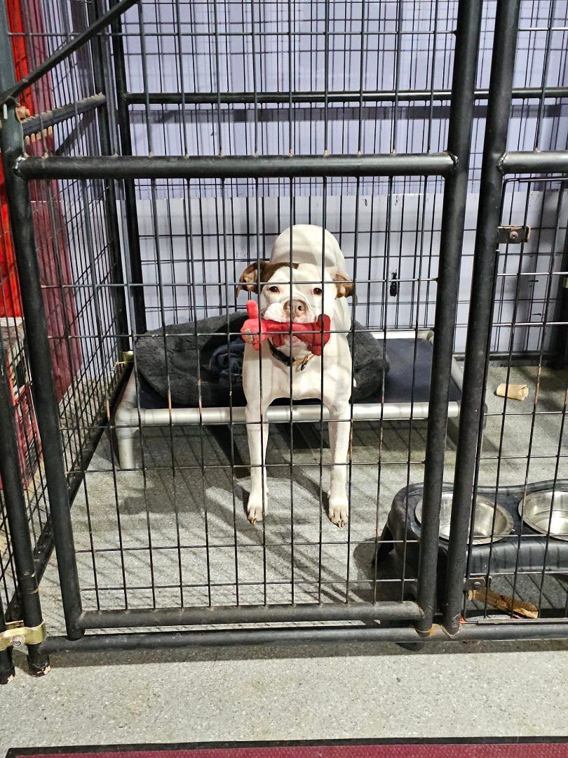 Enlarge Pablo aka Bowling Ball Marshmallow, a Adoptable American Bulldog in Plainfield, NH image 3/6