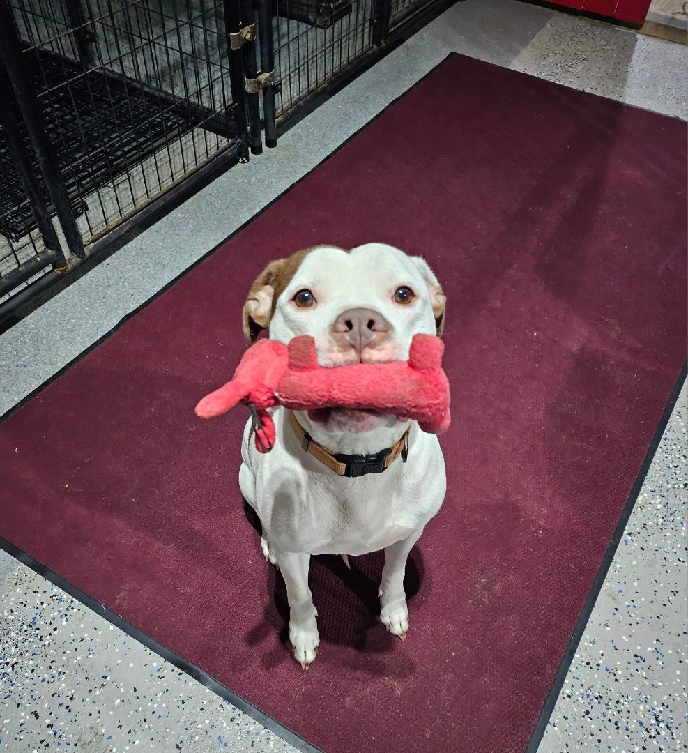 Enlarge Pablo aka Bowling Ball Marshmallow, a Adoptable American Bulldog in Plainfield, NH image 1/6