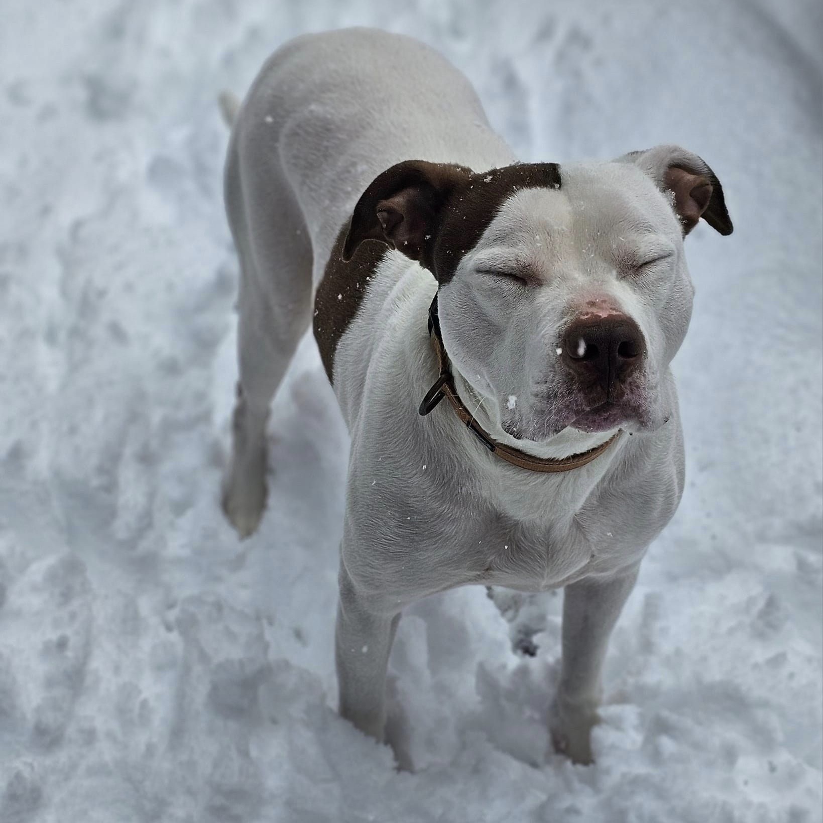 Enlarge Pablo aka Bowling Ball Marshmallow, a Adoptable American Bulldog in Plainfield, NH image 4/6