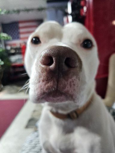 Enlarge Pablo aka Bowling Ball Marshmallow, a Adoptable American Bulldog in Plainfield, NH image 5/6