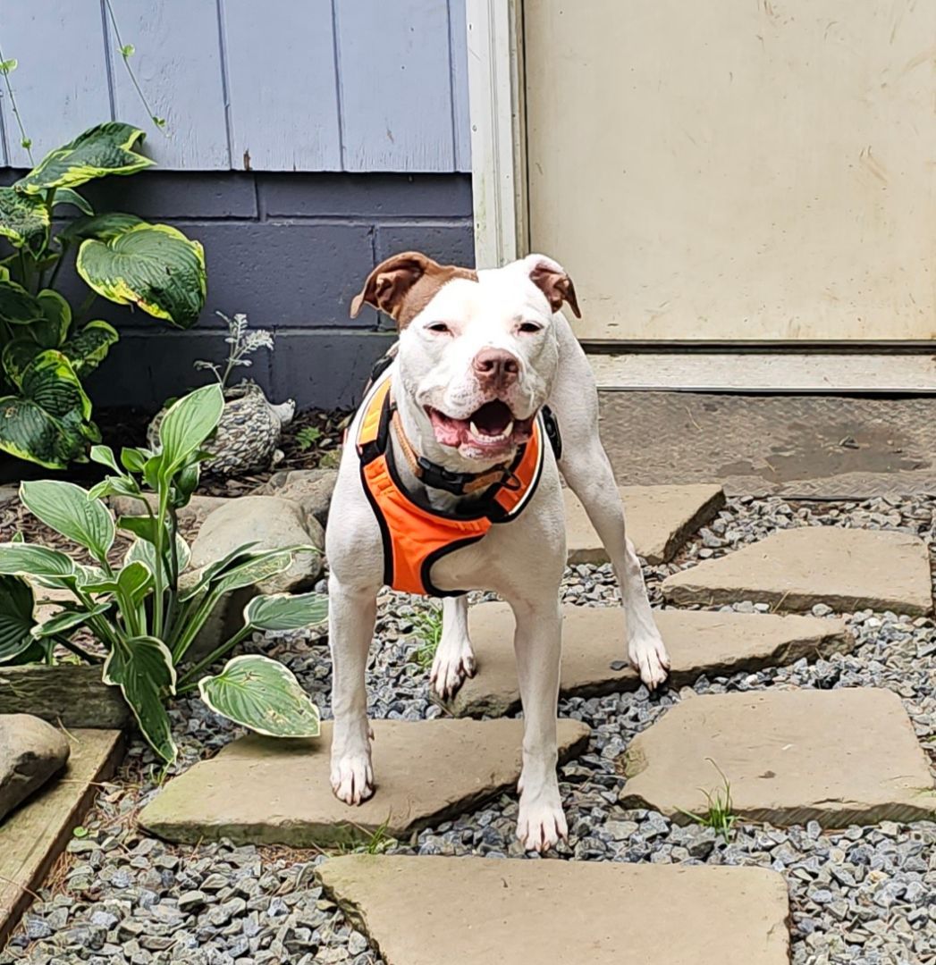 Enlarge Pablo aka Bowling Ball Marshmallow, a Adoptable American Bulldog in Plainfield, NH image 6/6