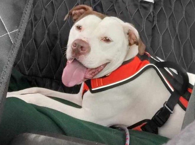 Enlarge Pablo aka Bowling Ball Marshmallow, a Adoptable American Bulldog in Plainfield, NH image 2/6