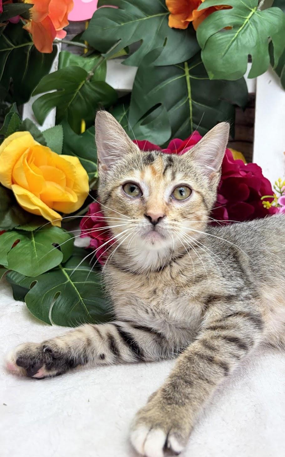 Enlarge Cherry - The Zoomie Gremlin, a Adoptable Domestic Short Hair in Hagerstown, MD image 3/4