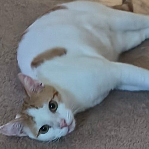 Ginger, Adoptable, Young Female Domestic Short Hair.