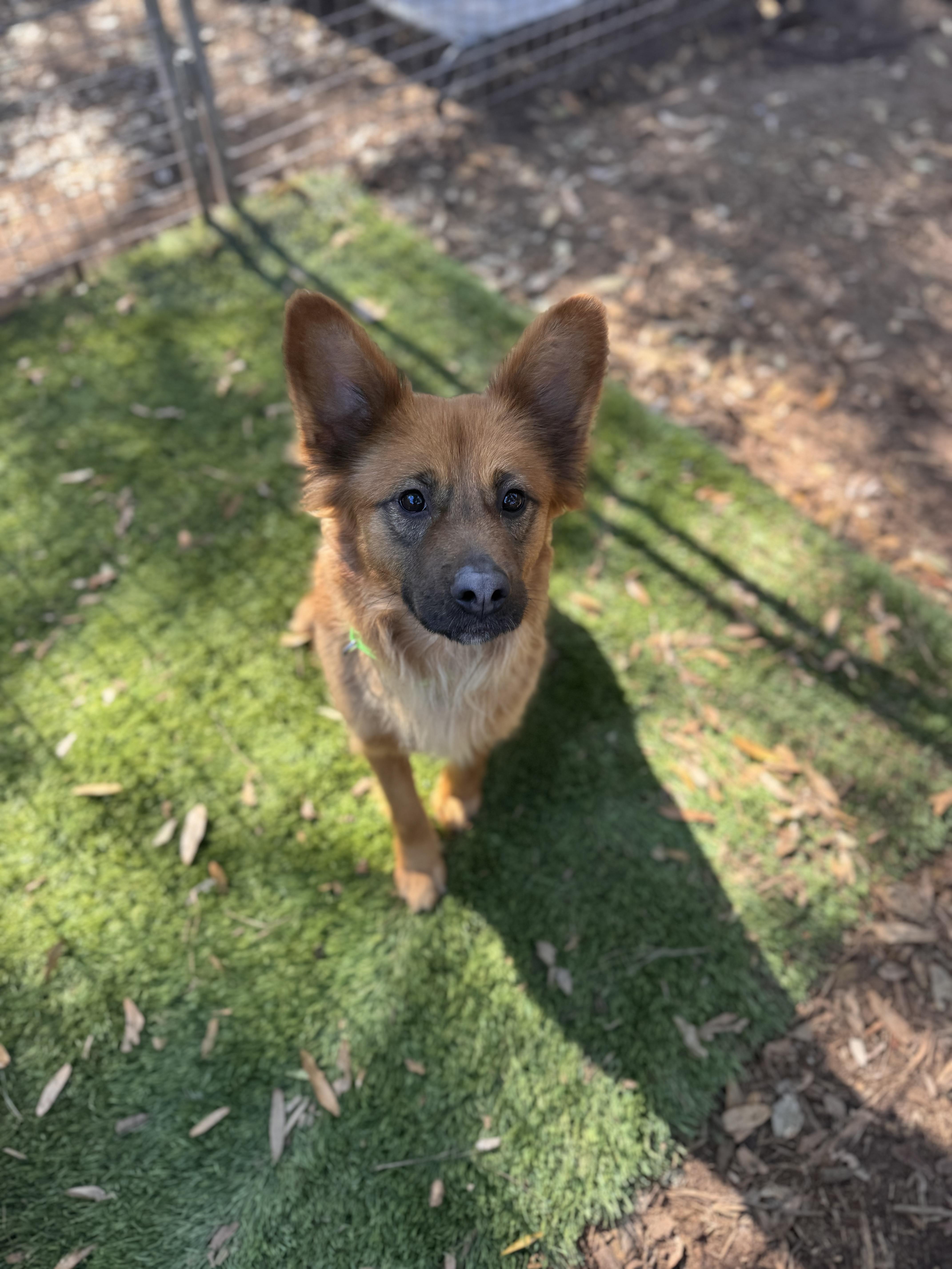 Rosie, adopted, Adult Male Mixed Breed.