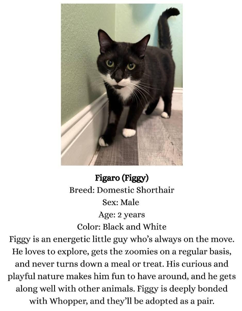 Whopper & Figaro