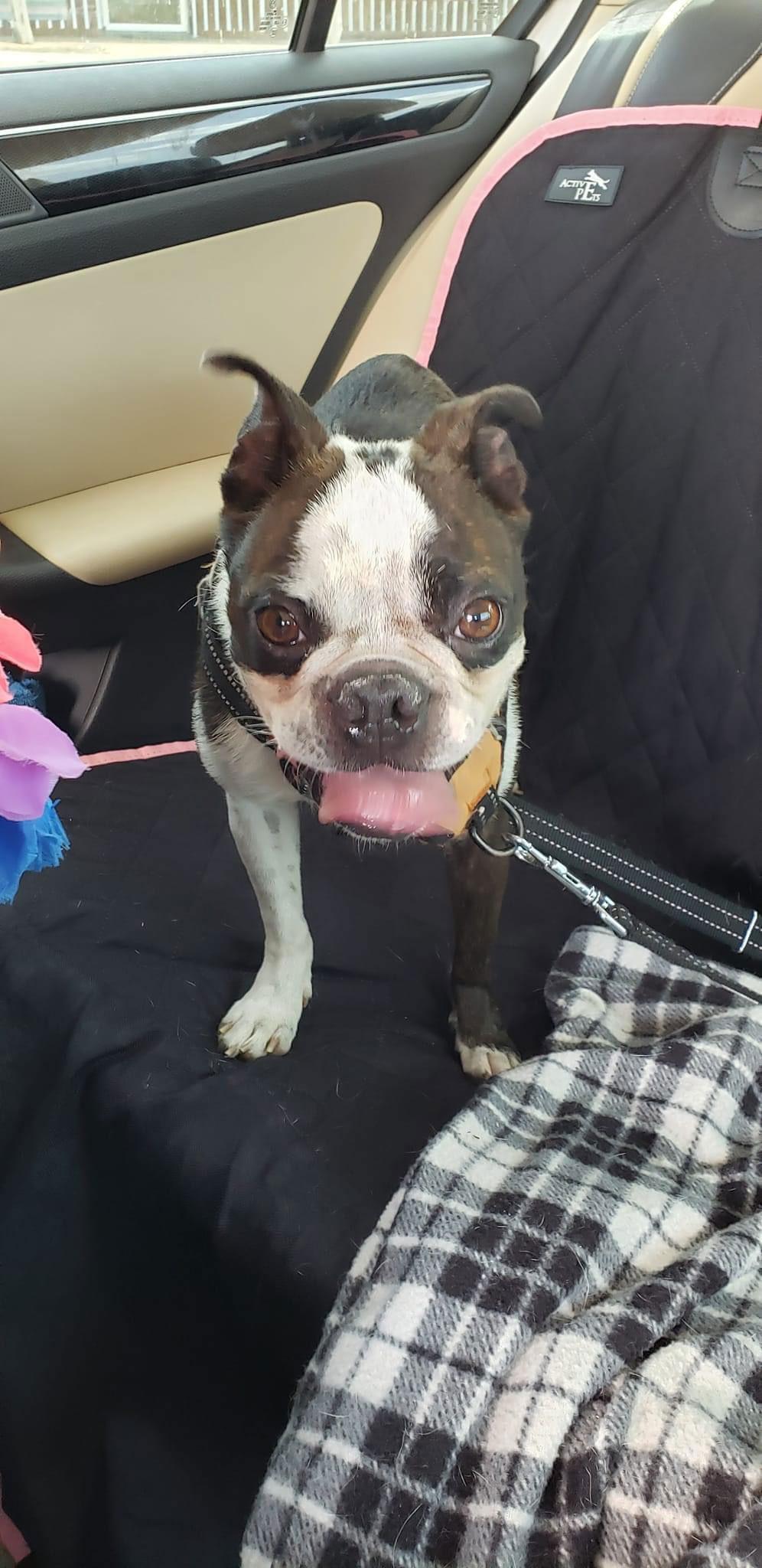 Boyd (aka Loki; Adoption Pending), Adoptable, Young Male Boston Terrier.