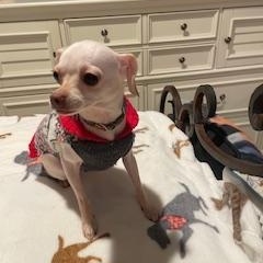 Tabitha, a Adoptable Chihuahua in Lexington, KY image 2/5