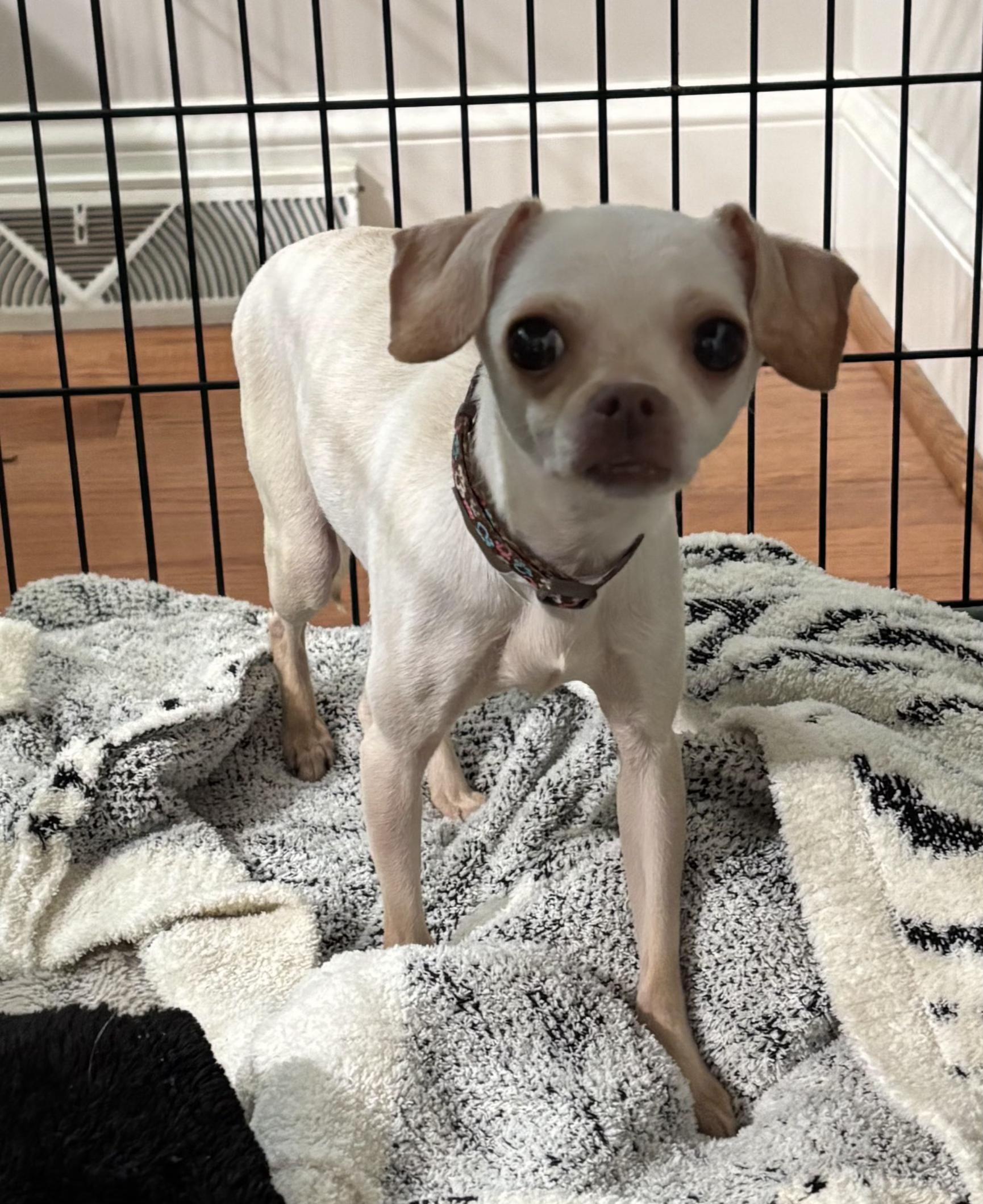Tabitha, a Adoptable Chihuahua in Lexington, KY image 3/5