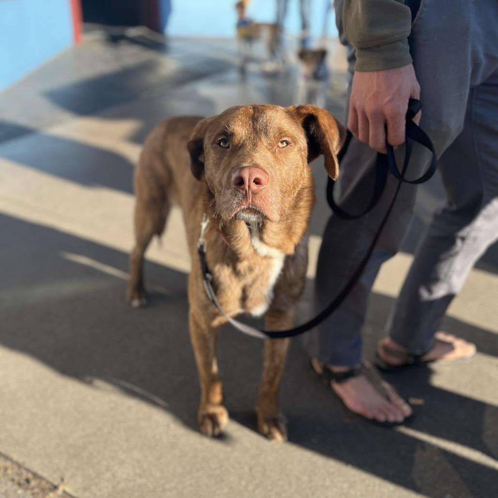 Enlarge Murphy, a Adoptable mixed breed in Ashland, OR image 1/6