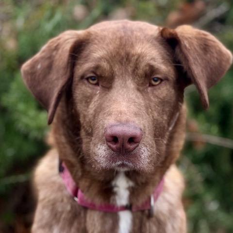 Enlarge Murphy, a Adoptable mixed breed in Ashland, OR image 2/3