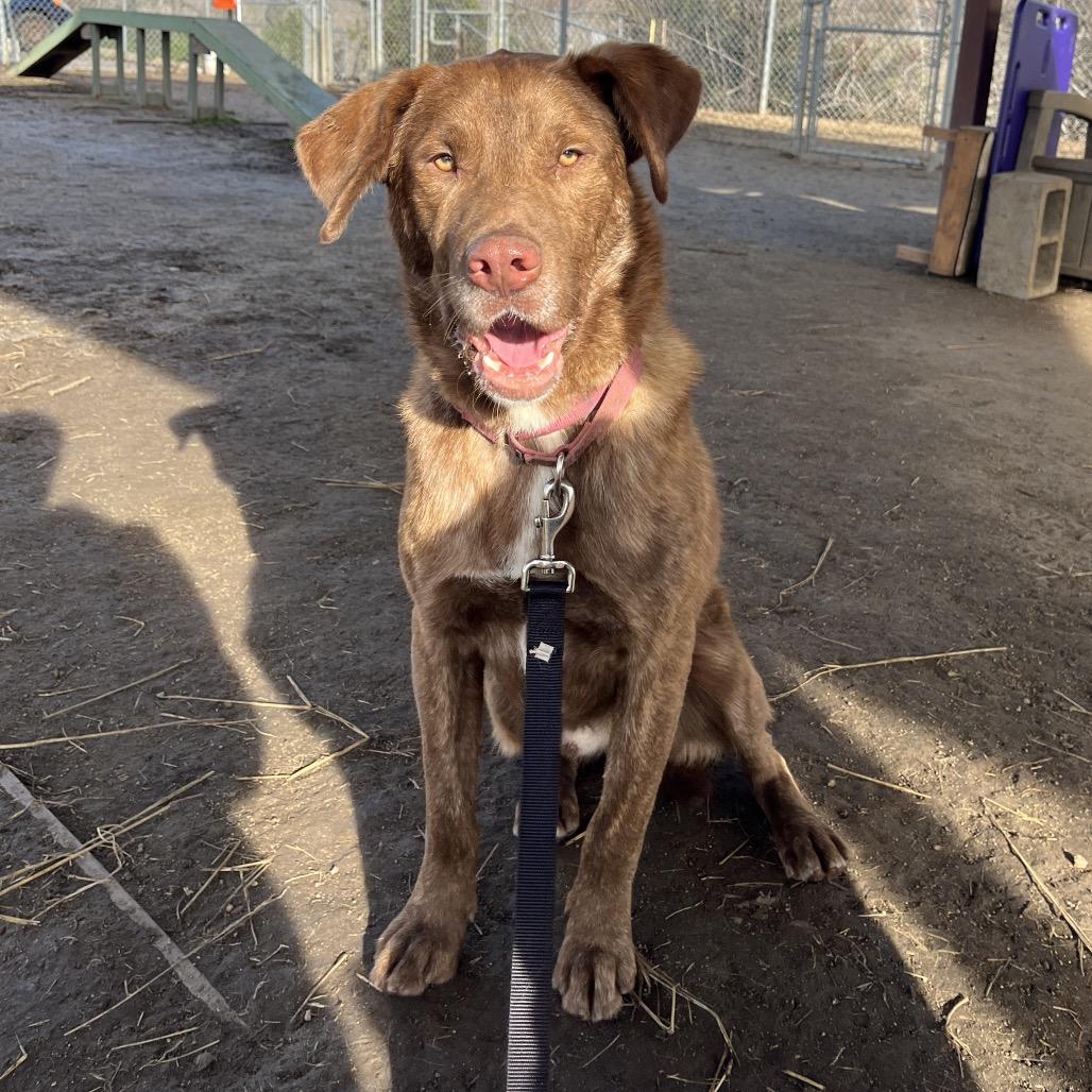 Enlarge Murphy, a Adoptable mixed breed in Ashland, OR image 1/3
