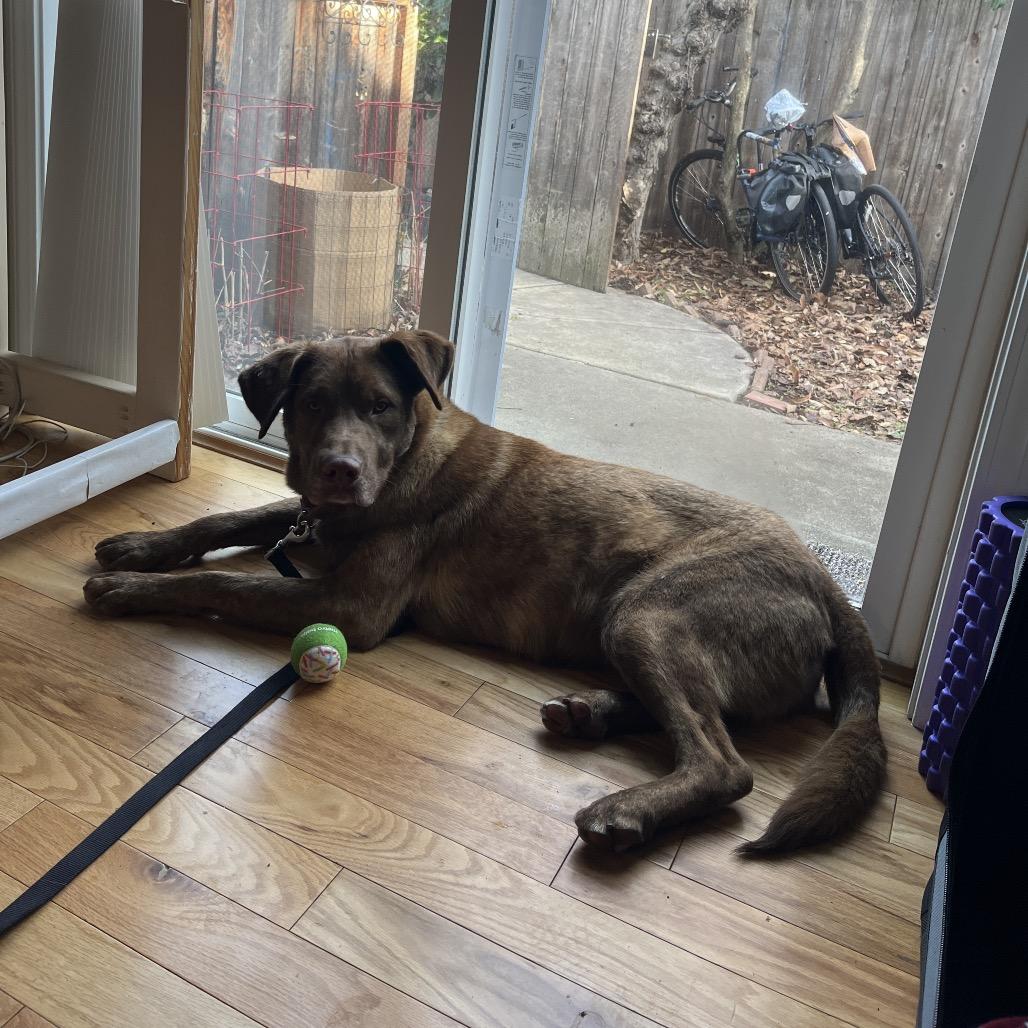 Enlarge Murphy, a Adoptable mixed breed in Ashland, OR image 3/3