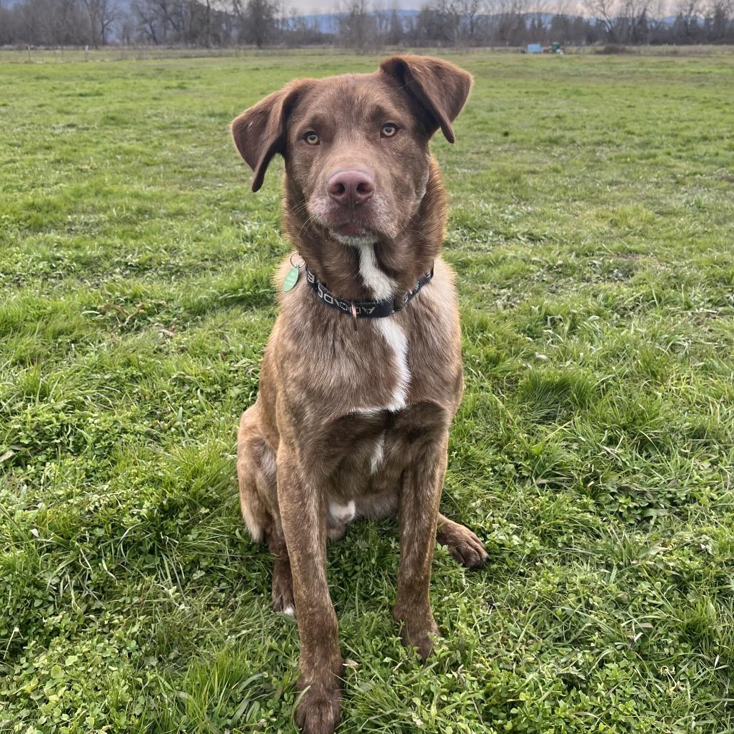 Enlarge Murphy, a Adoptable mixed breed in Ashland, OR image 4/6