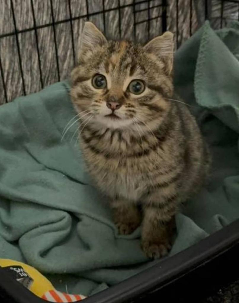 Gabby, Adoptable, Kitten Female Domestic Short Hair.