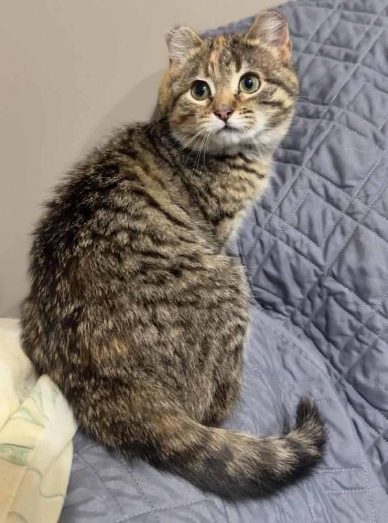 Enlarge Gabby, a Adoptable mixed breed in Ladysmith, WI image 2/3