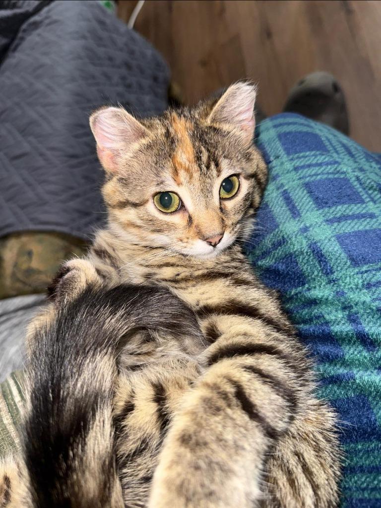 Enlarge Gabby, a Adoptable mixed breed in Ladysmith, WI image 3/3