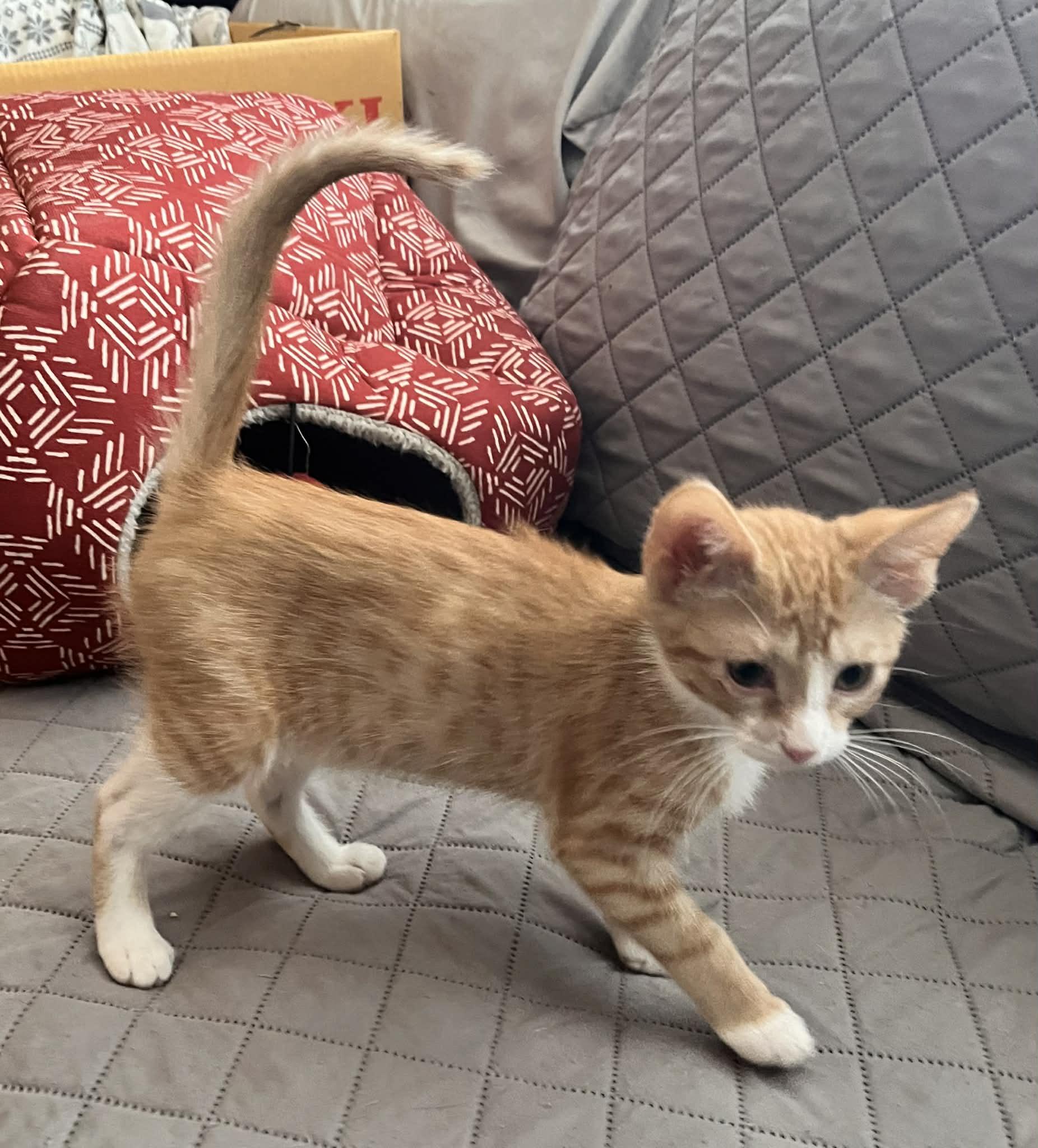 Enlarge Glow (Peg-Fostered in TN), a Adoptable Tabby in Brooklyn, CT image 2/6