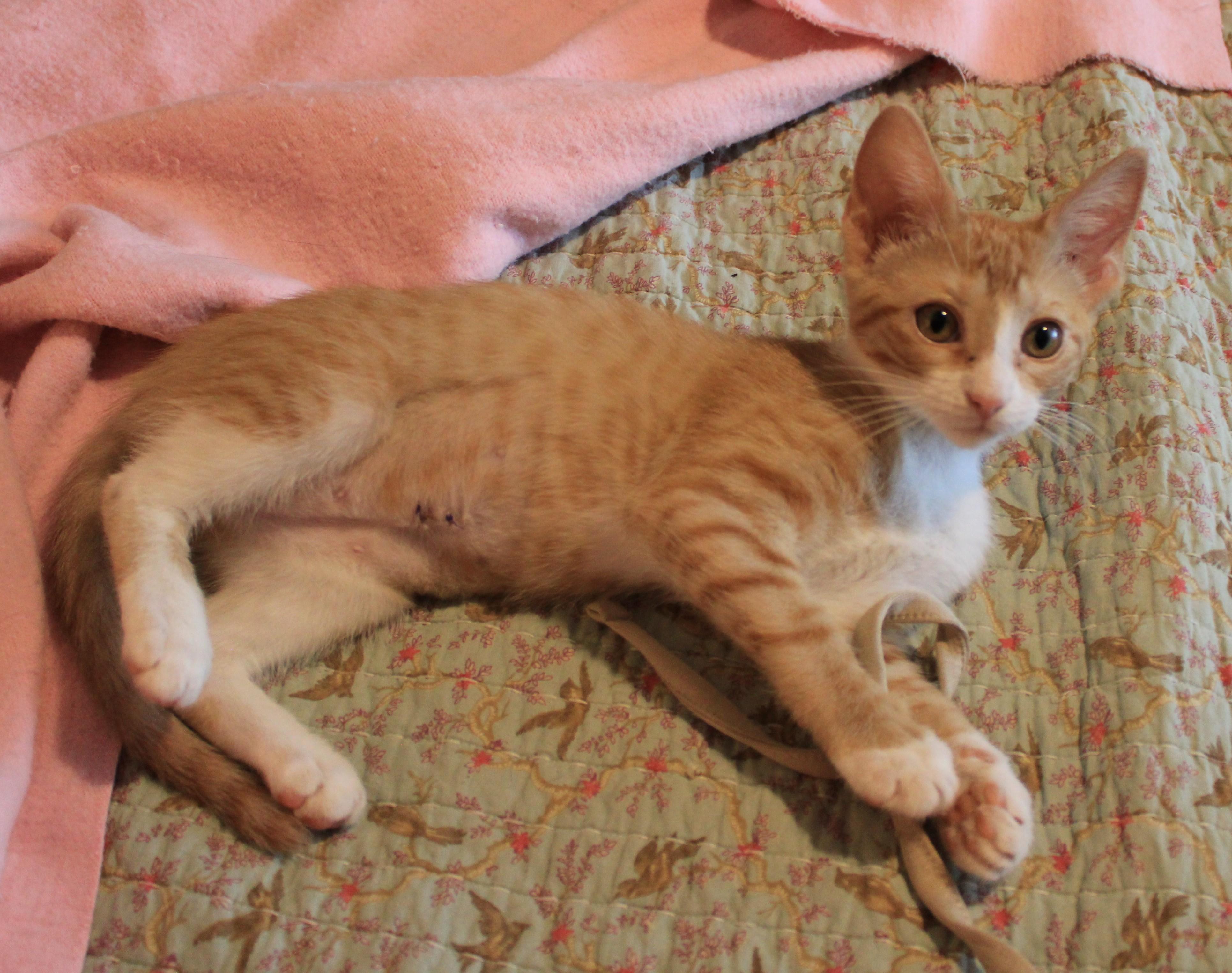 Glow (Peg-Fostered in TN), Adoptable, Young Female Tabby.