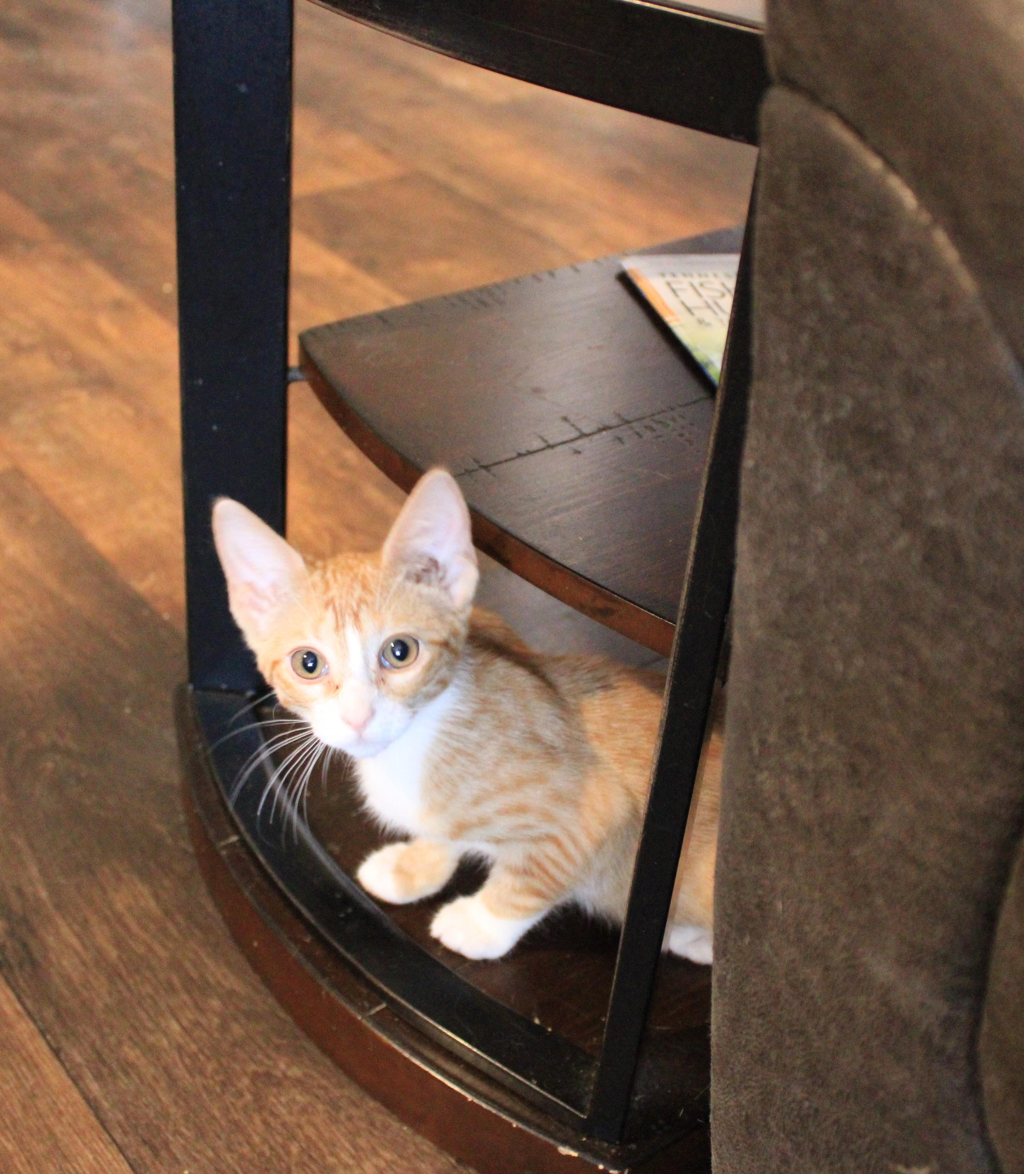 Enlarge Glow (Peg-Fostered in TN), a Adoptable Tabby in Brooklyn, CT image 6/6