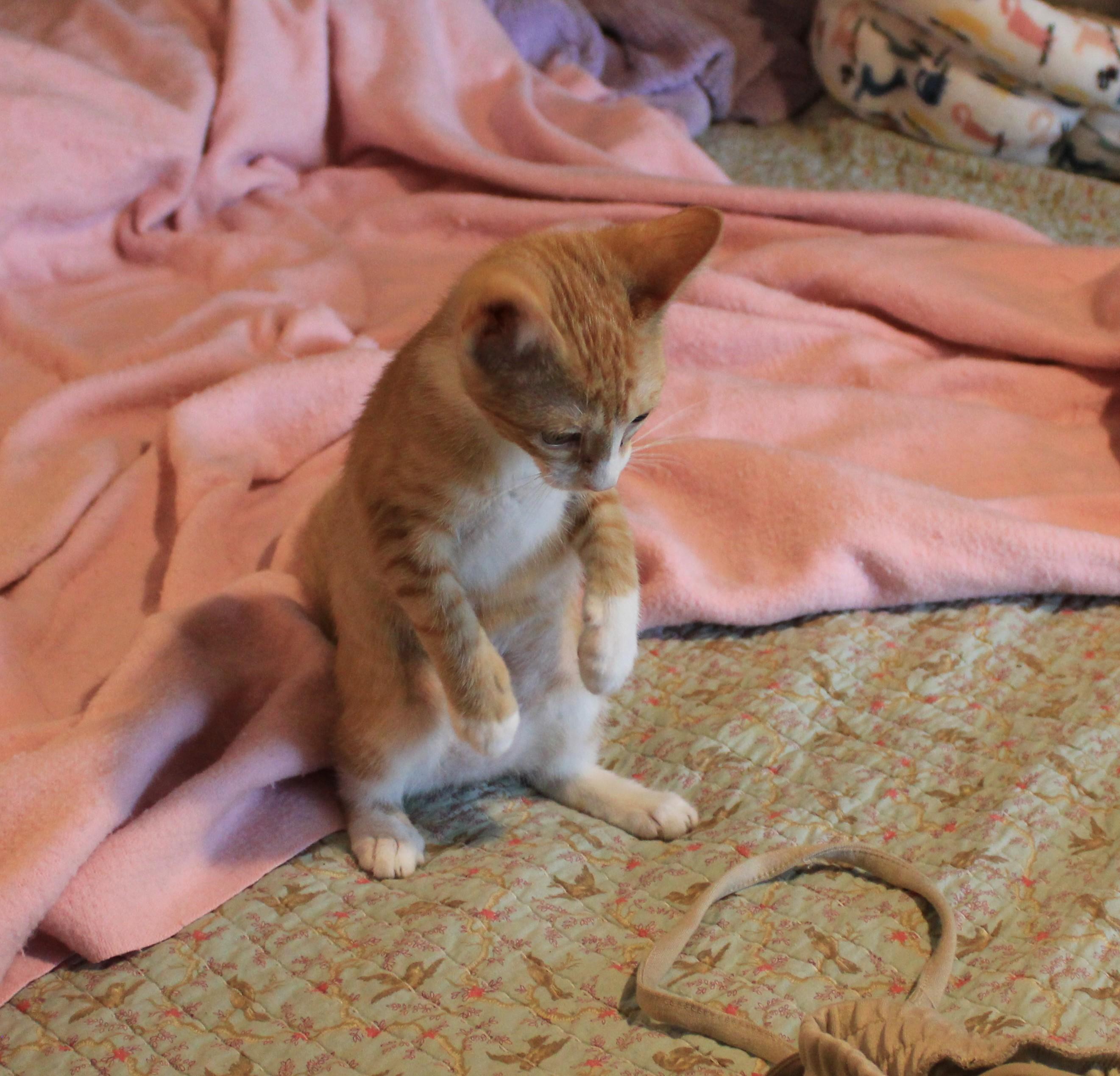 Enlarge Glow (Peg-Fostered in TN), a Adoptable Tabby in Brooklyn, CT image 4/6