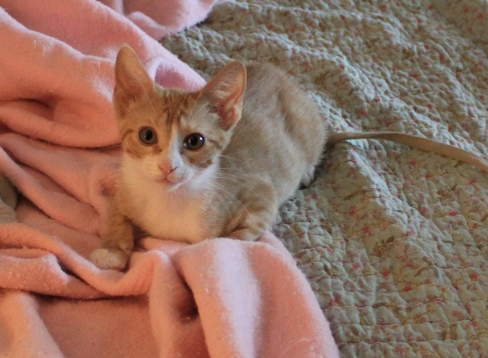 Enlarge Glow (Peg-Fostered in TN), a Adoptable Tabby in Brooklyn, CT image 5/6