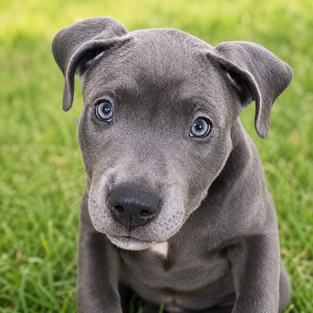 Parker, Adopted, Puppy Male Pit Bull Terrier.