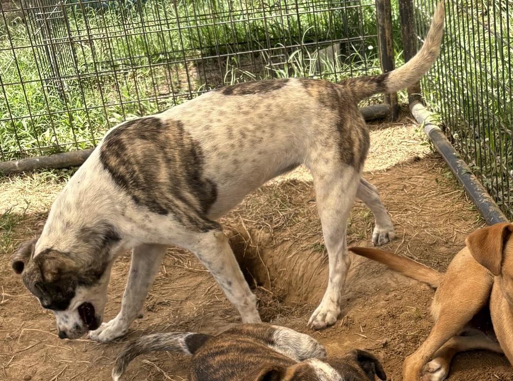 Star, Adoptable, Puppy Female Cattle Dog.