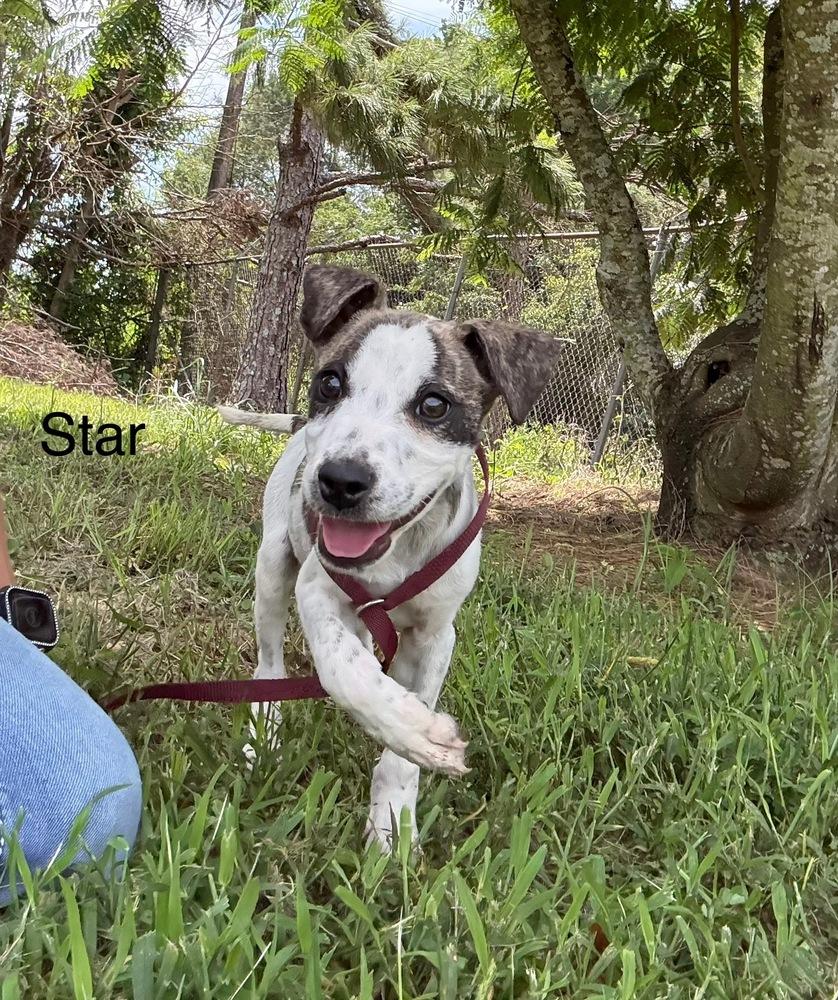 Enlarge Star, a Adoptable Cattle Dog in Crystal Springs, MS image 1/4