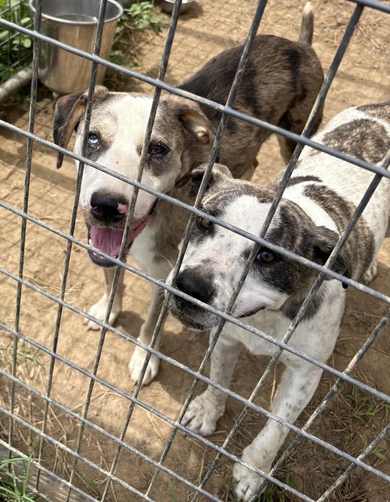 Enlarge Star, a Adoptable Cattle Dog in Crystal Springs, MS image 2/6