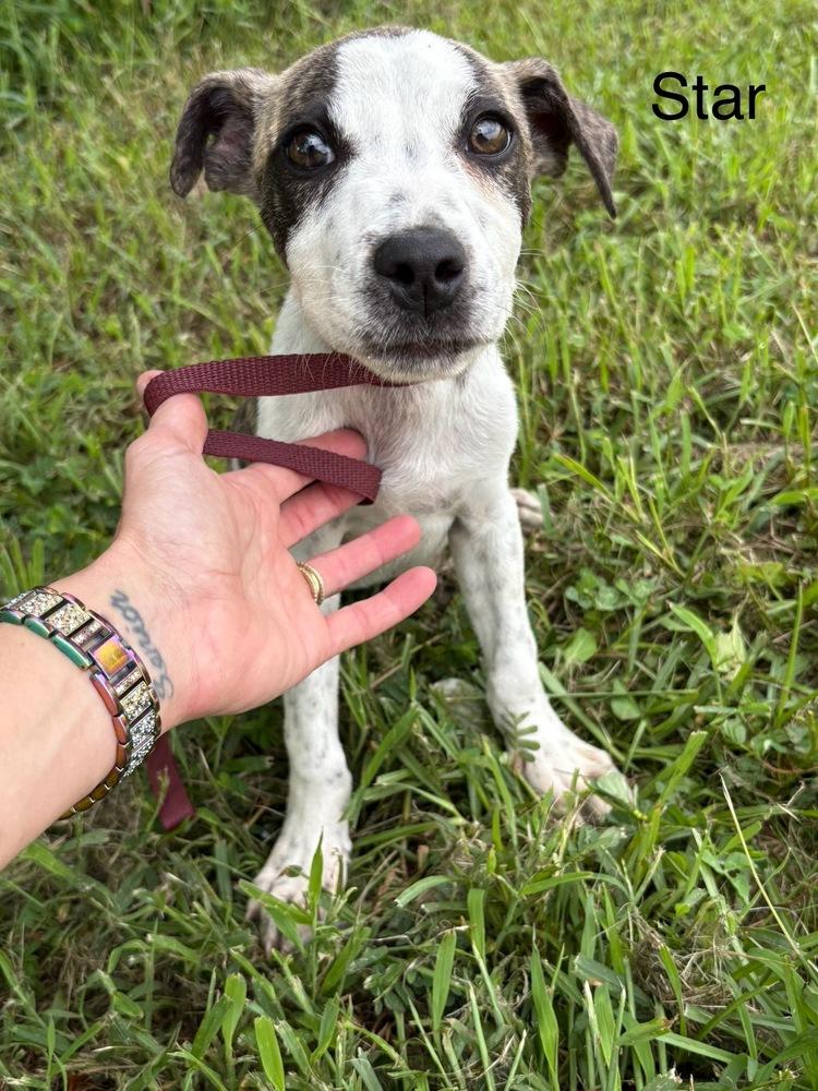 Enlarge Star, a Adoptable Cattle Dog in Crystal Springs, MS image 2/4
