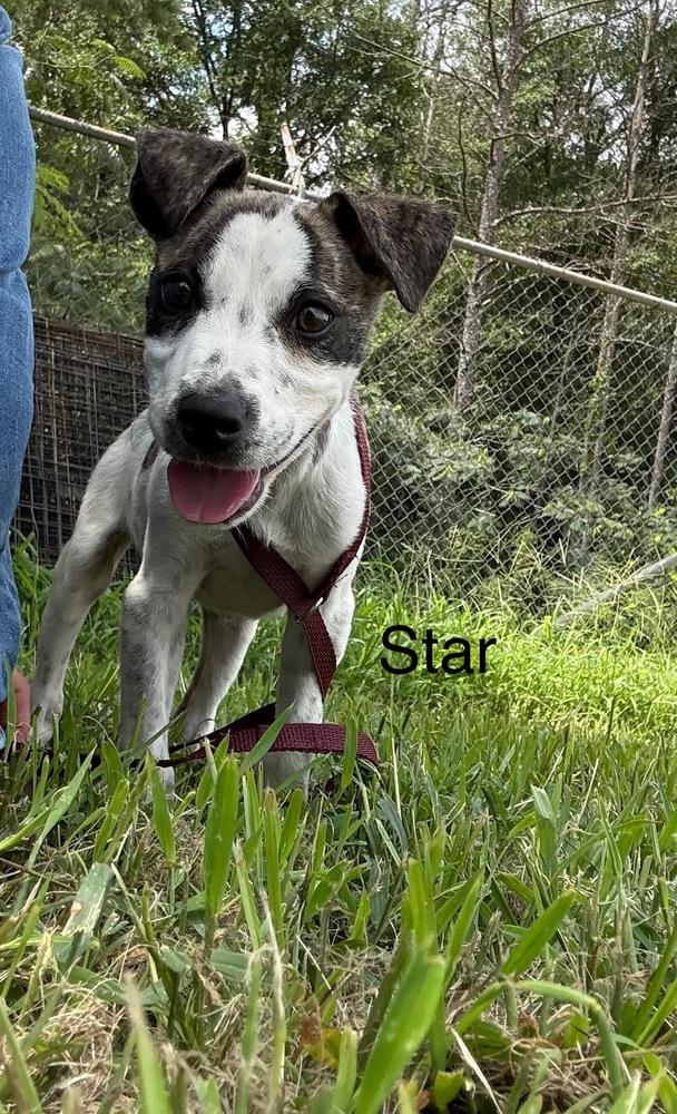 Enlarge Star, a Adoptable Cattle Dog in Crystal Springs, MS image 3/4