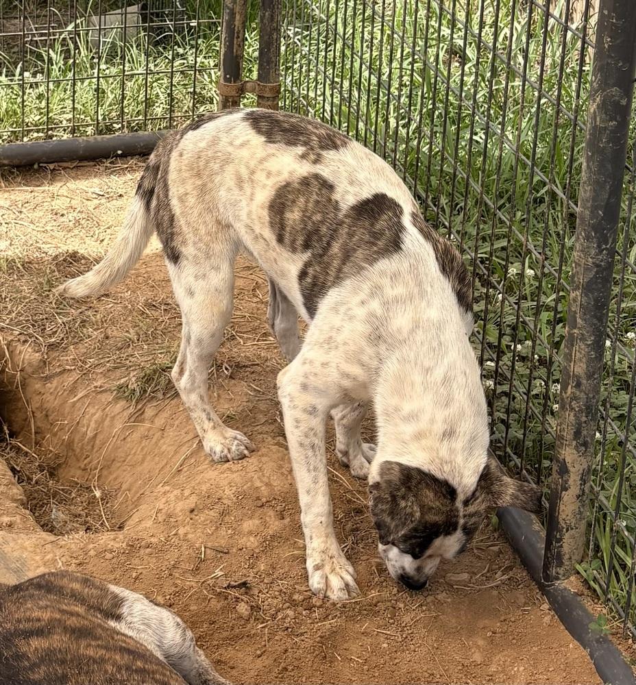 Enlarge Star, a Adoptable Cattle Dog in Crystal Springs, MS image 5/6