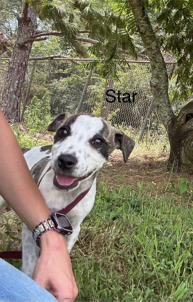 Enlarge Star, a Adoptable Cattle Dog in Crystal Springs, MS image 4/4