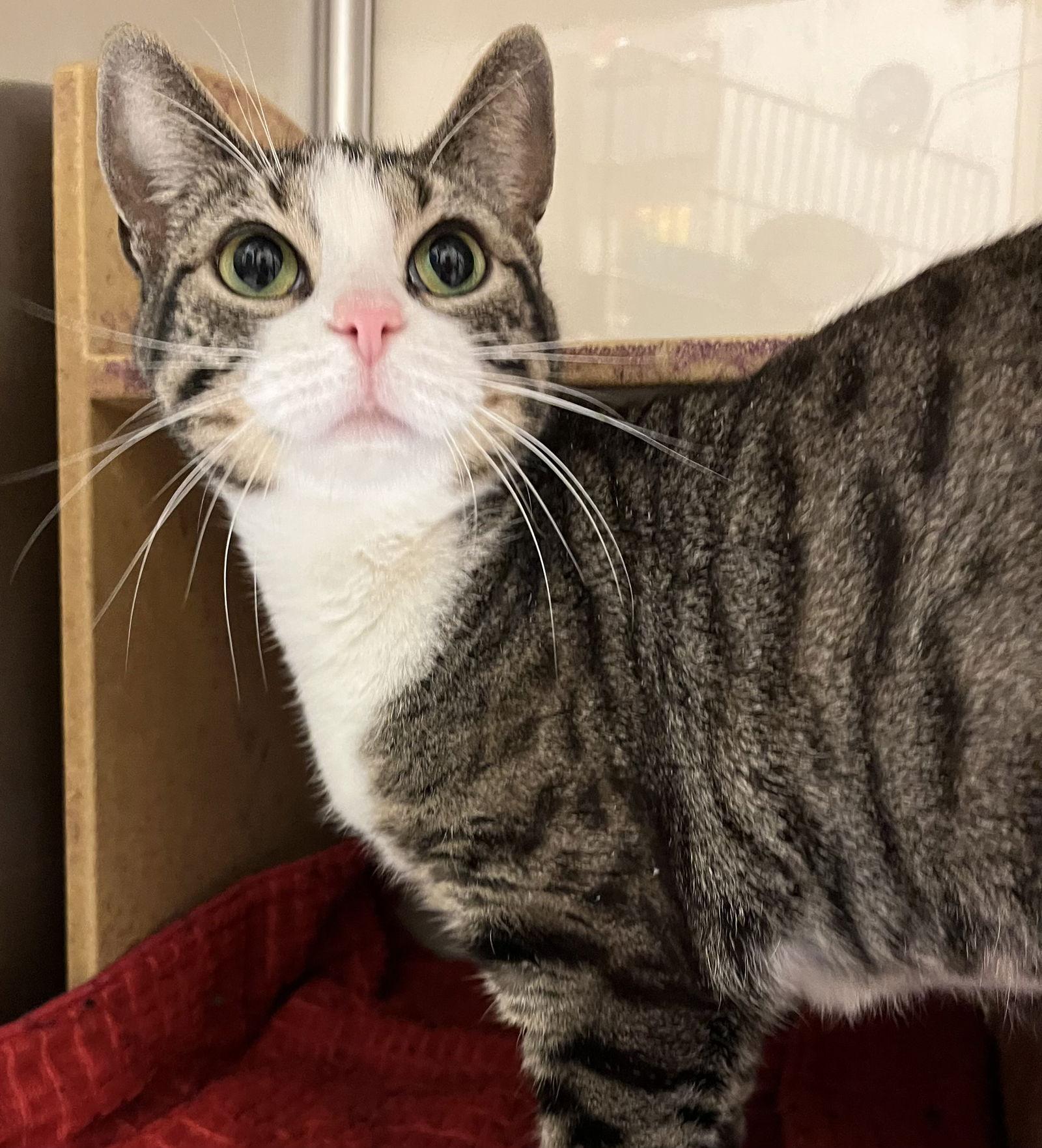 Enlarge Pokey, a Adopted Domestic Short Hair in Winchendon, MA image 1/1