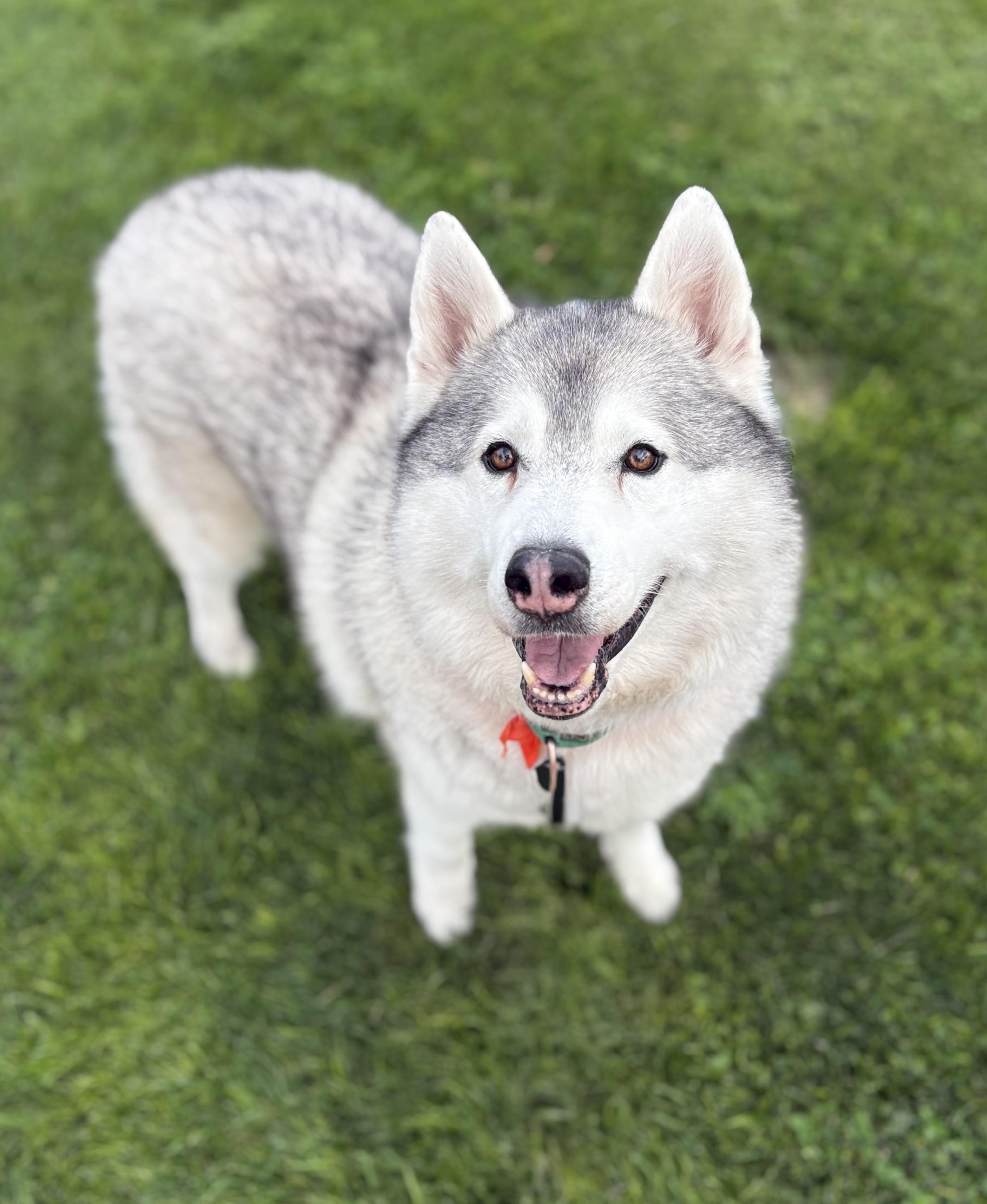 Enlarge Fisher, a Adoptable Siberian Husky in Cottonwood Heights, UT image 1/5