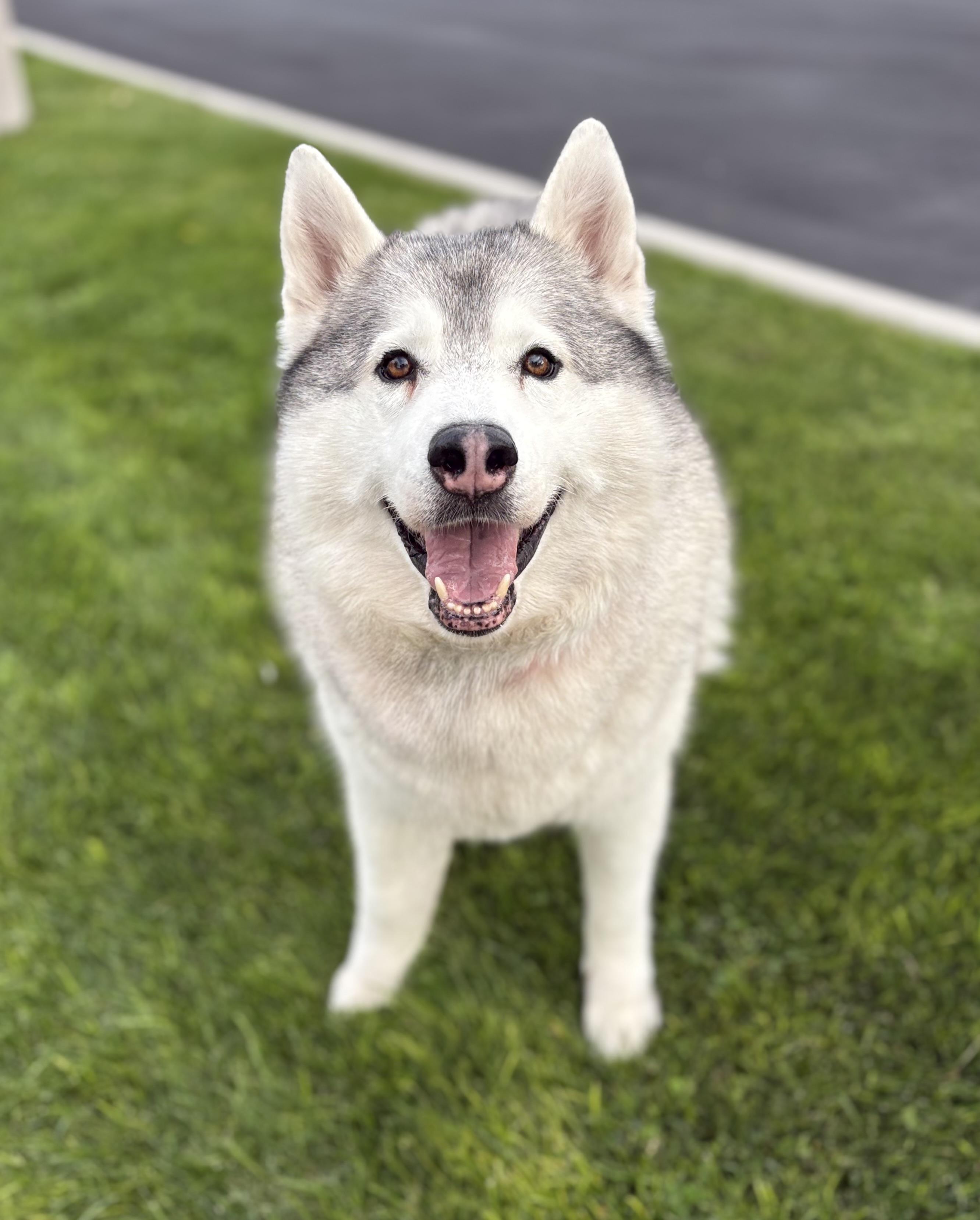 Enlarge Fisher, a Adoptable Siberian Husky in Cottonwood Heights, UT image 2/5