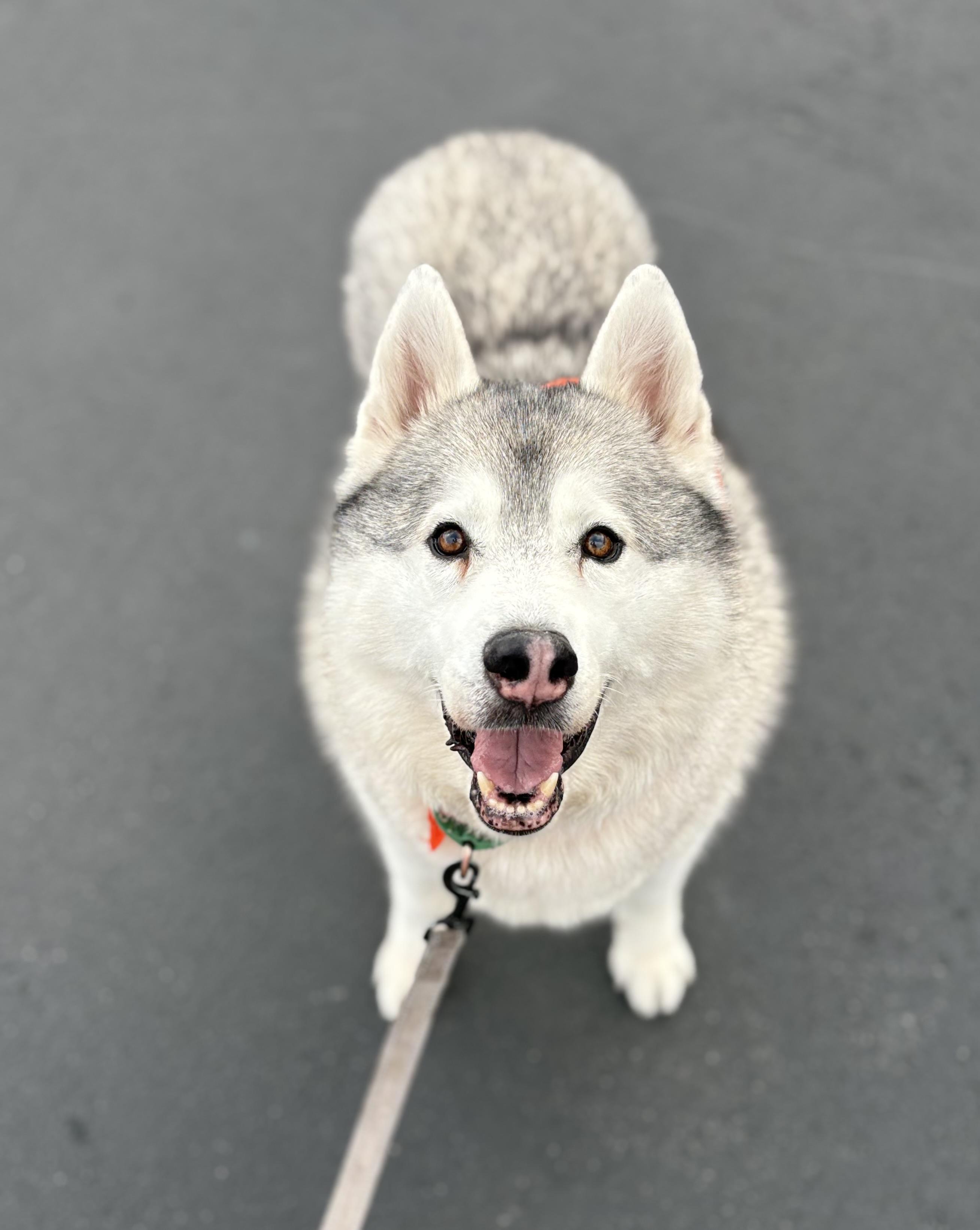 Enlarge Fisher, a Adoptable Siberian Husky in Cottonwood Heights, UT image 3/5