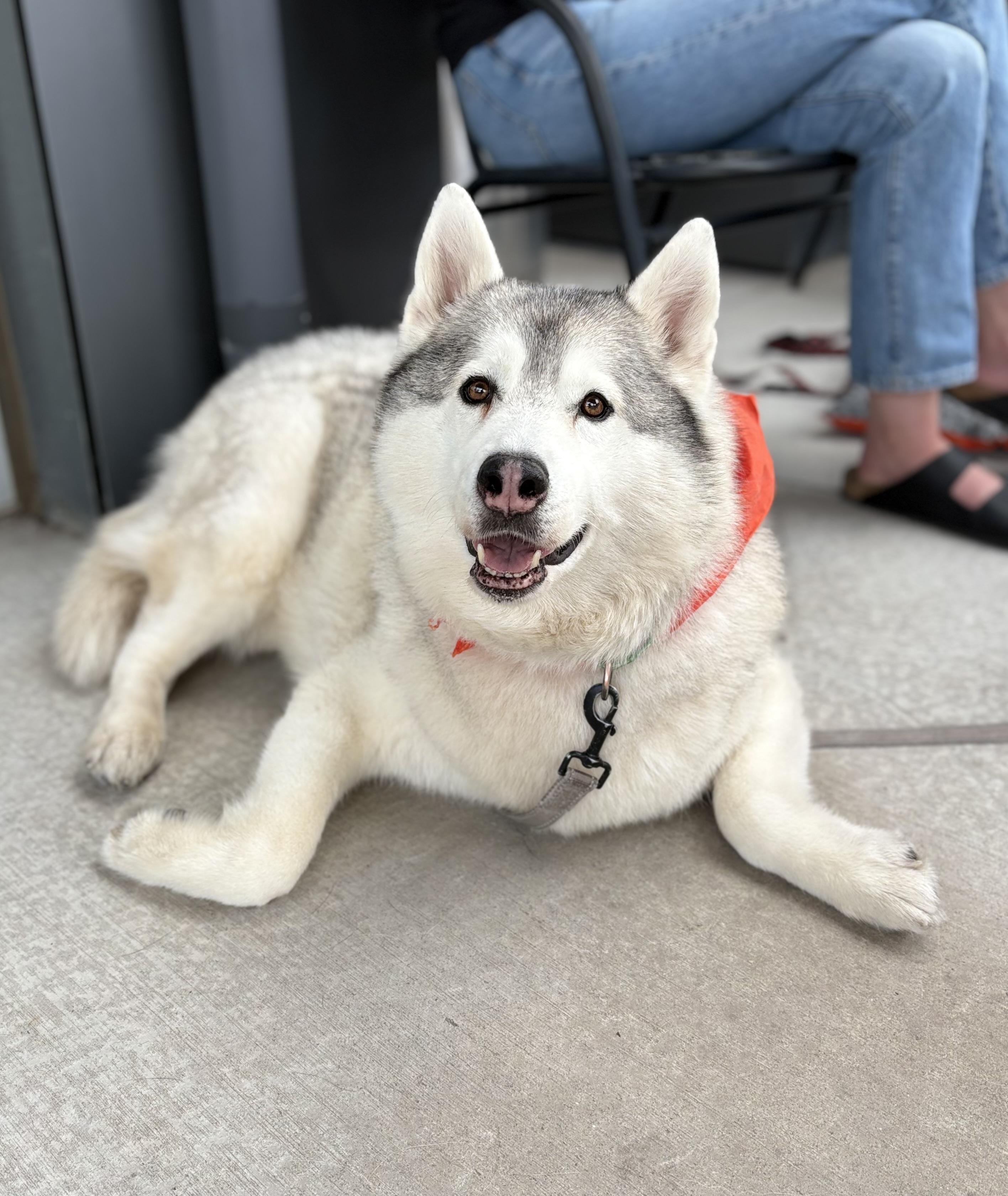 Enlarge Fisher, a Adoptable Siberian Husky in Cottonwood Heights, UT image 4/5