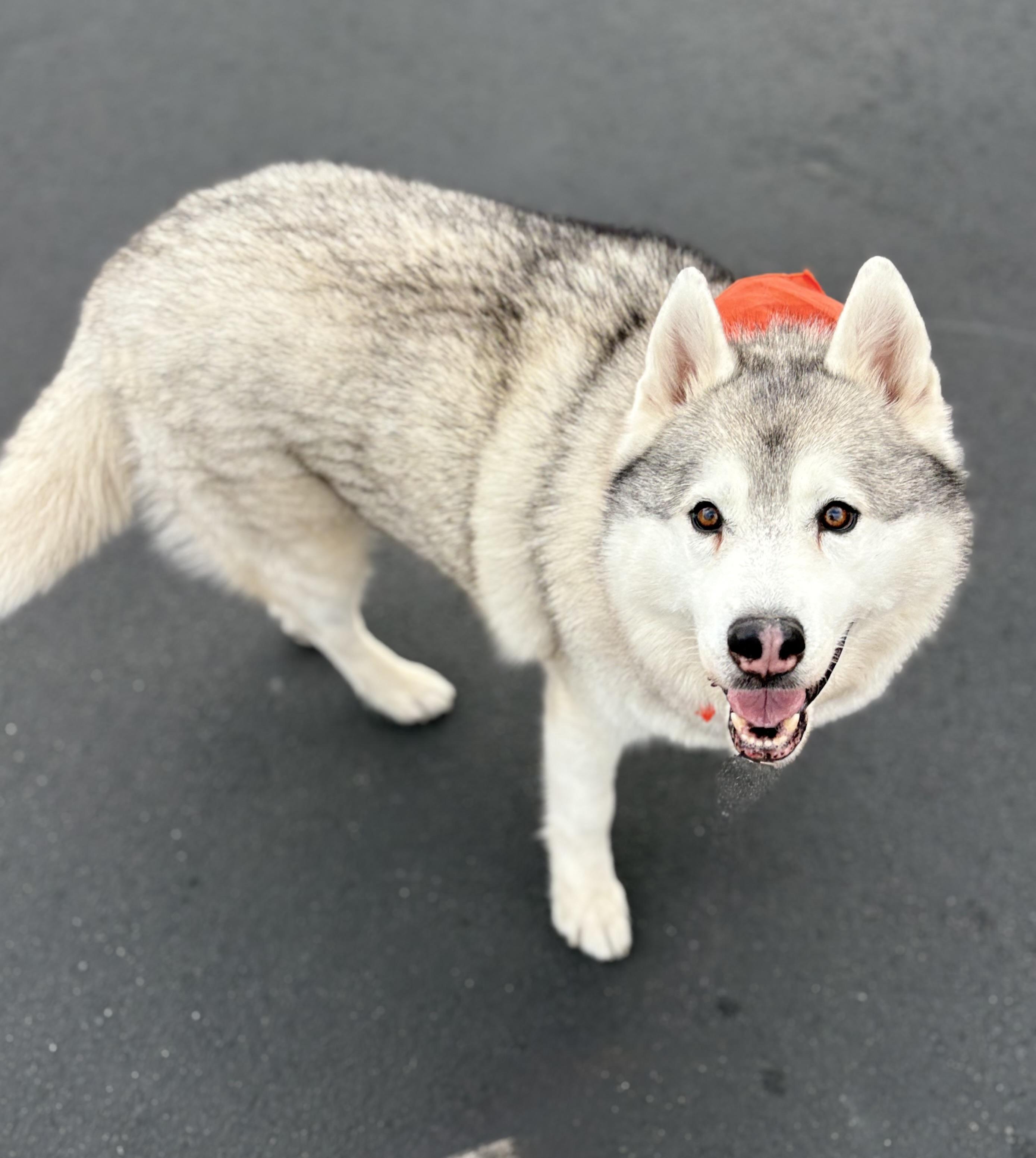 Enlarge Fisher, a Adoptable Siberian Husky in Cottonwood Heights, UT image 5/5