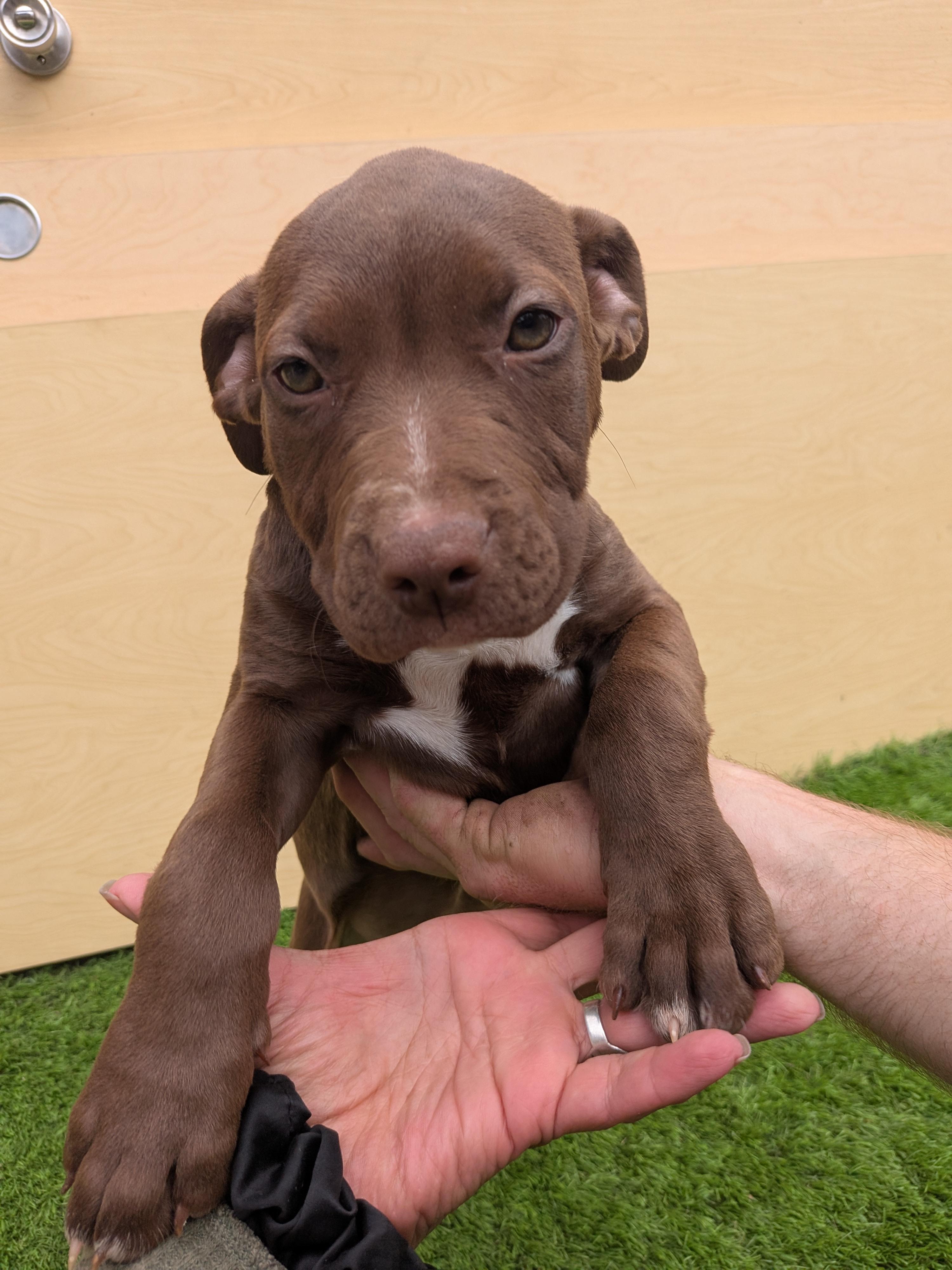 Enlarge Dora, a Adoptable mixed breed in Kirkland, WA image 2/2