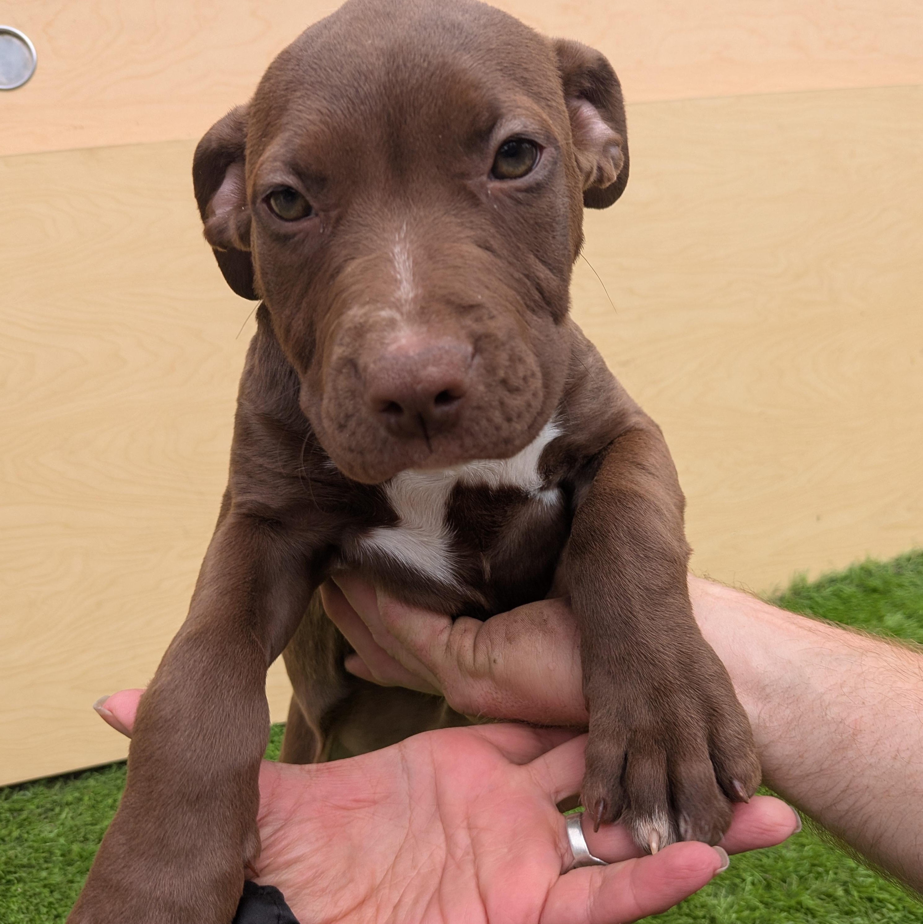 Dora, Adoptable, Puppy Female Bull Terrier & Pit Bull Terrier.