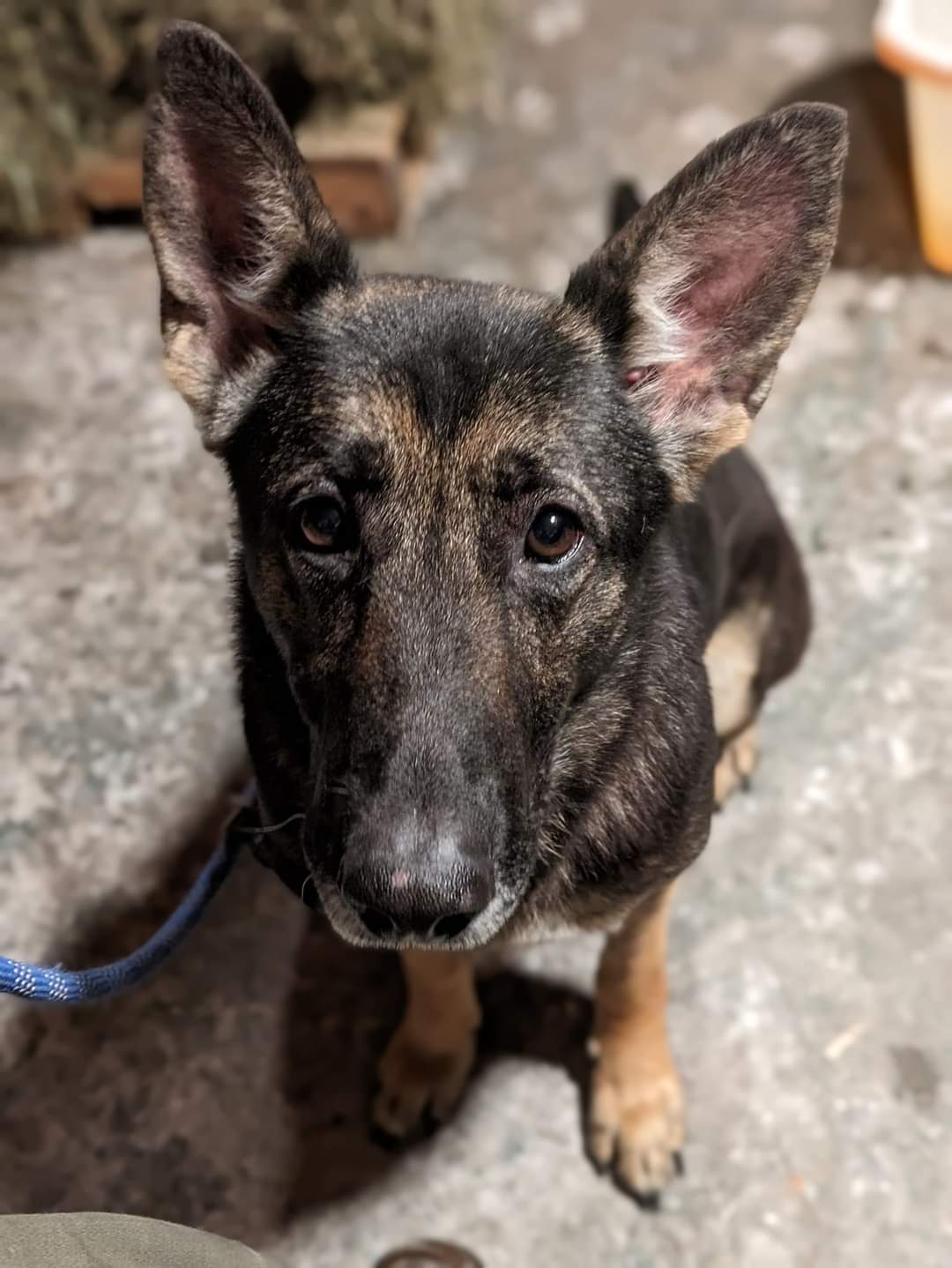 Dog for adoption Beauty, a German Shepherd Dog in Salamanca, NY Petfinder