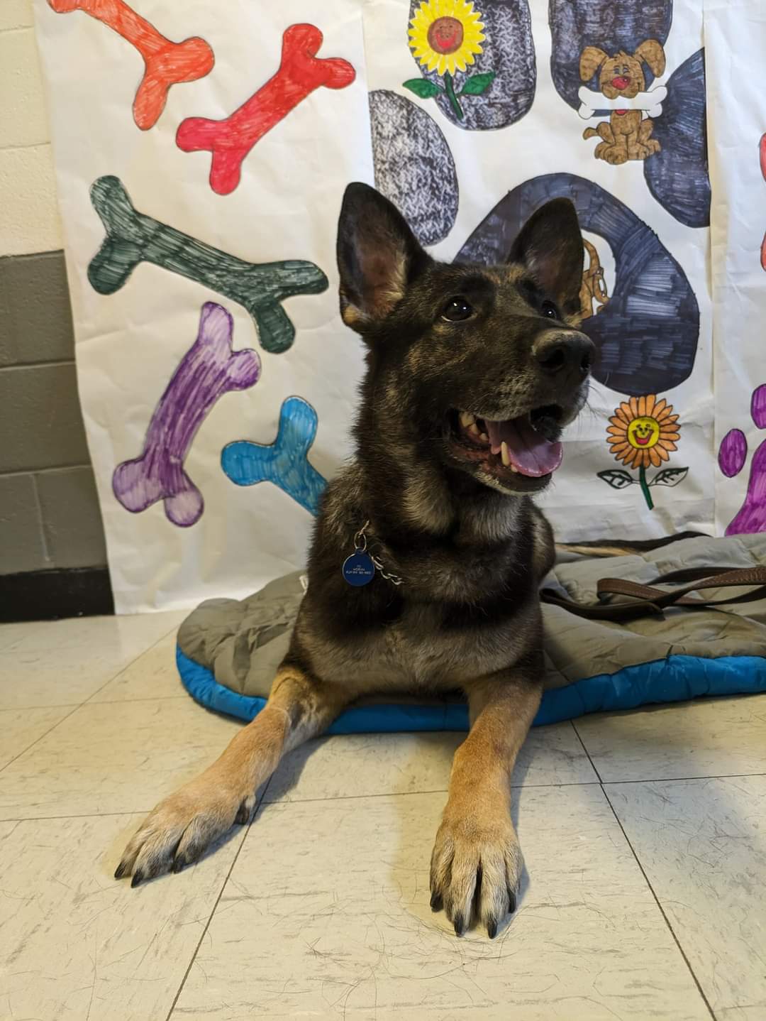 Dog for adoption Beauty, a German Shepherd Dog in Salamanca, NY Petfinder