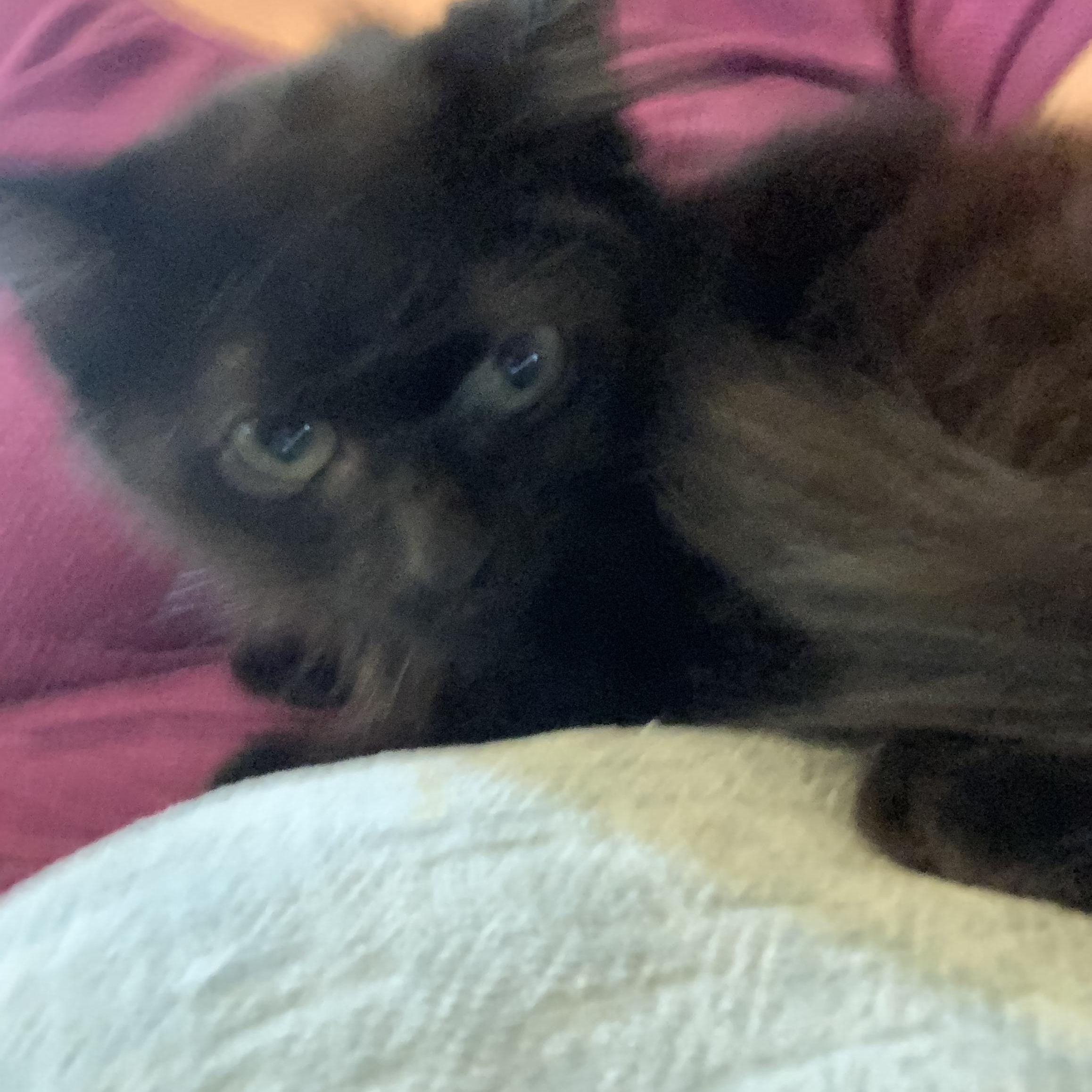 Enlarge Demi, a ADOPTABLE Domestic Medium Hair in Huffman, TX image 3/3