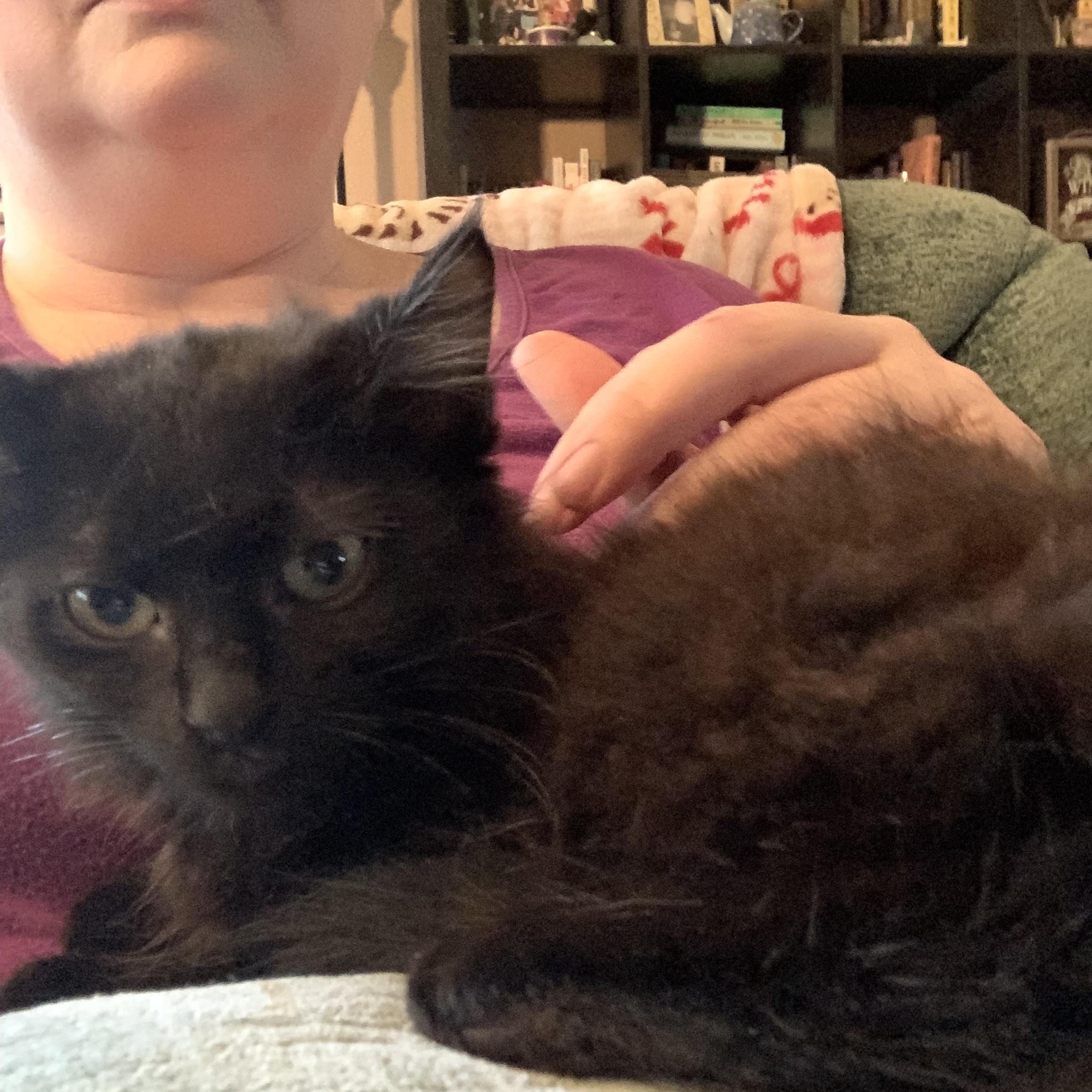 Enlarge Demi, a ADOPTABLE Domestic Medium Hair in Huffman, TX image 2/3