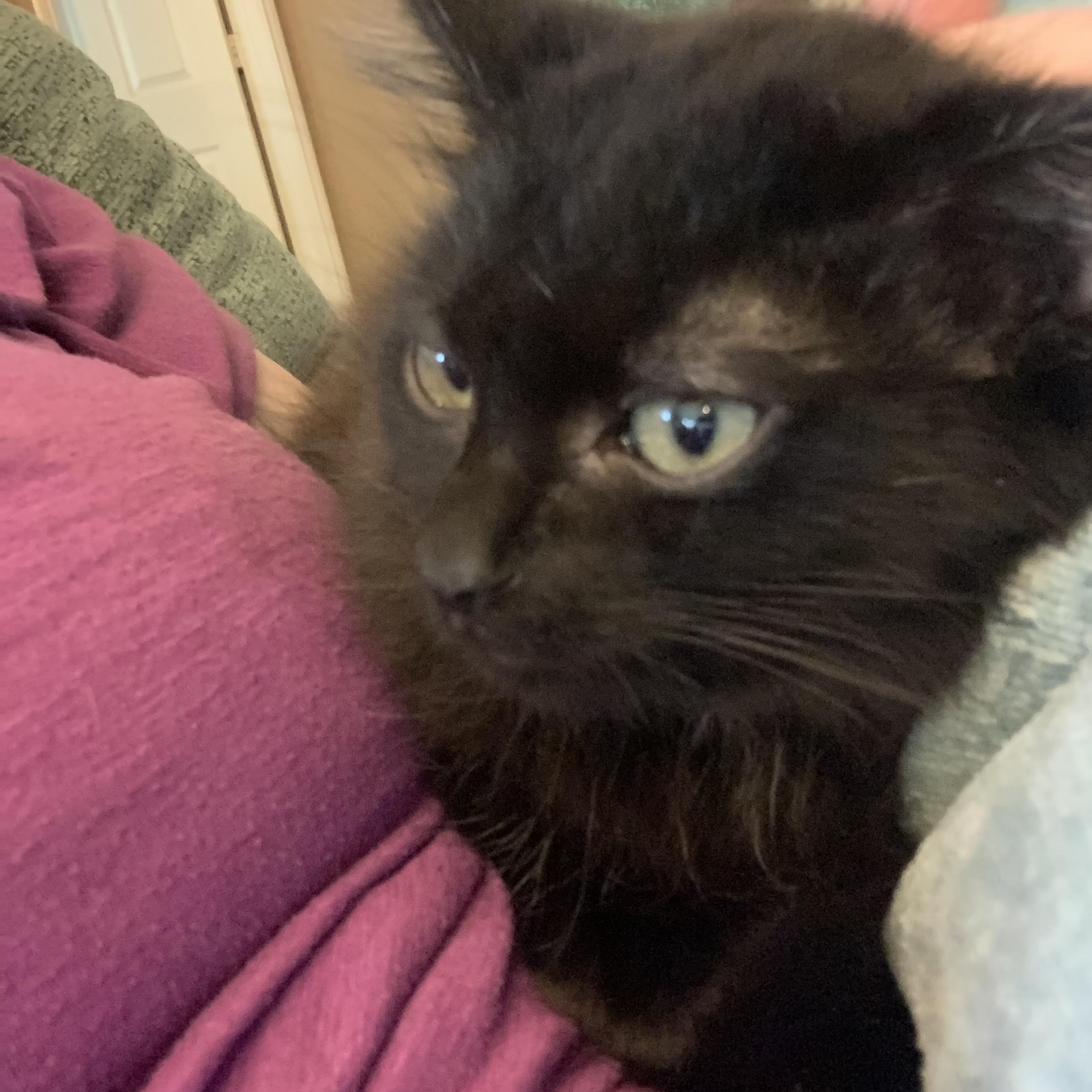 Demi, ADOPTABLE, Kitten Female Domestic Medium Hair.