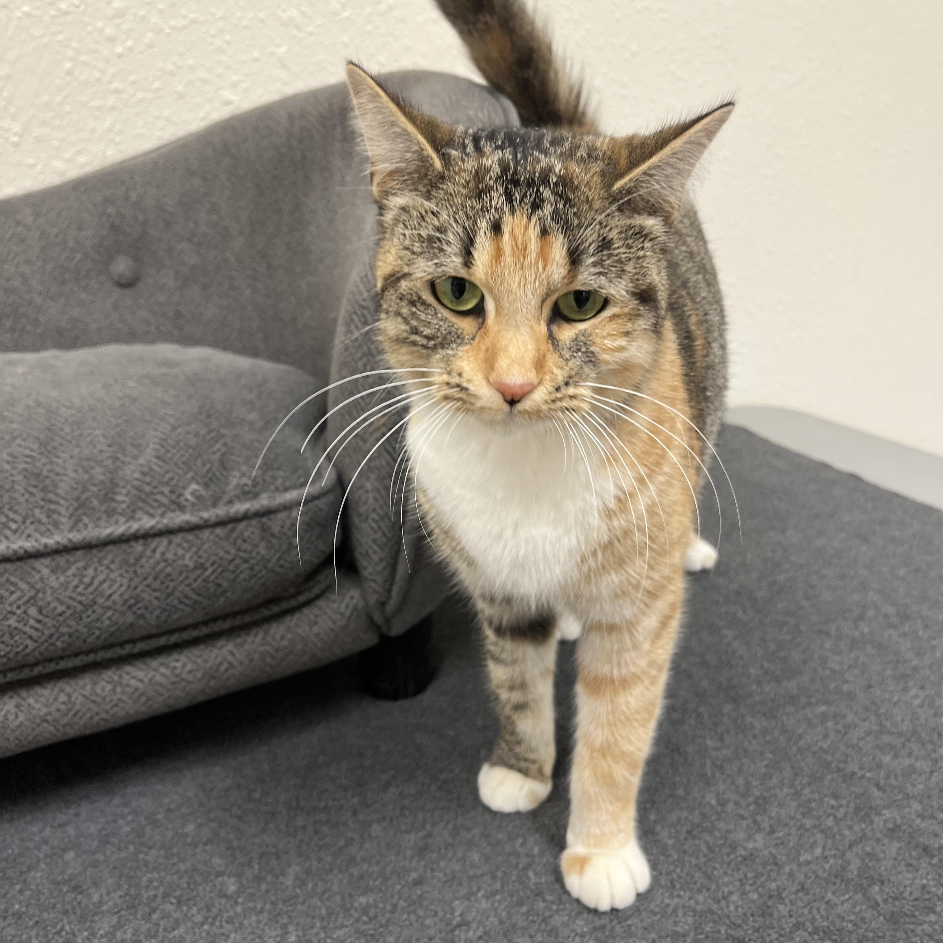 Enlarge Charity, a Adoptable Domestic Short Hair in Red Wing, MN image 2/4