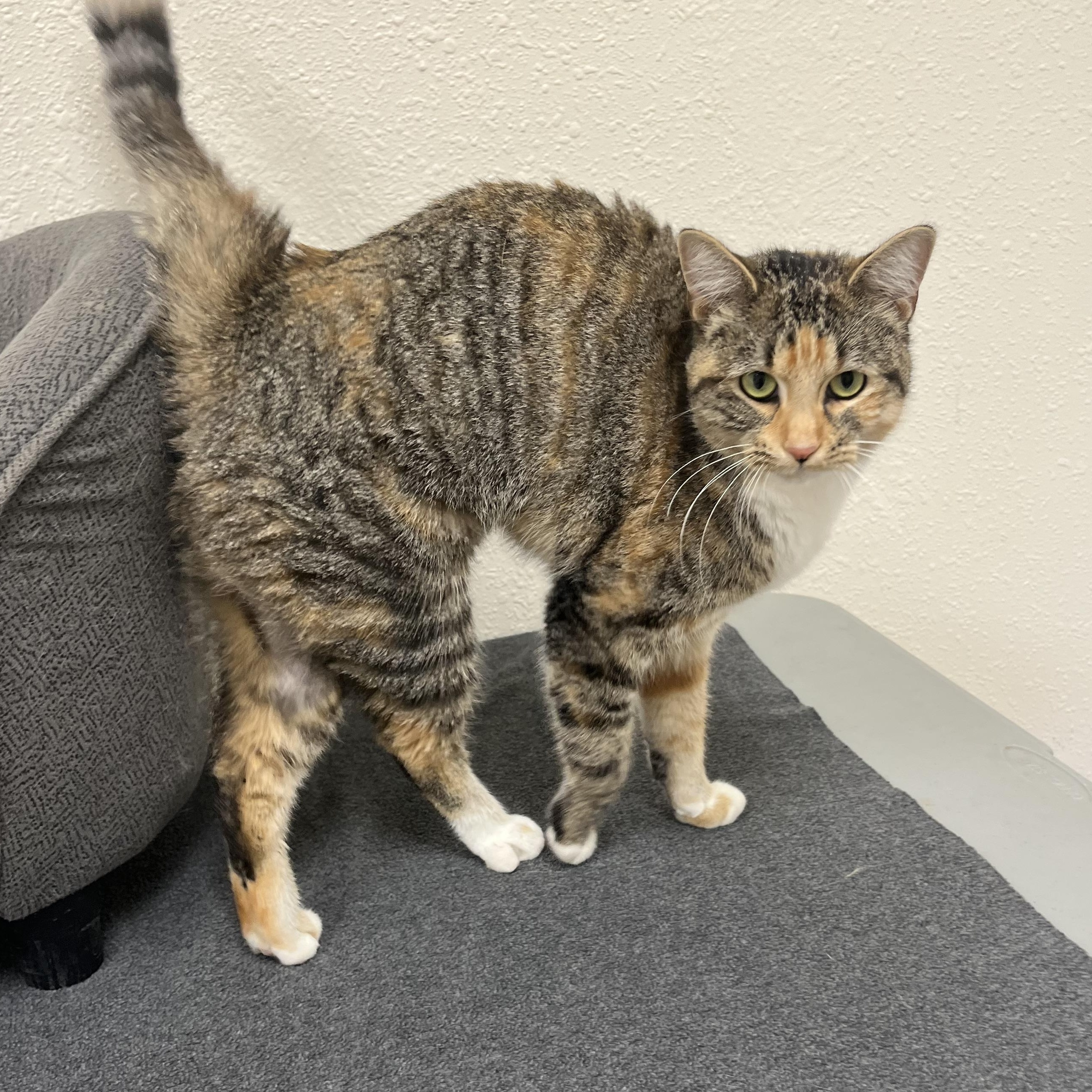 Enlarge Charity, a Adoptable Domestic Short Hair in Red Wing, MN image 4/4