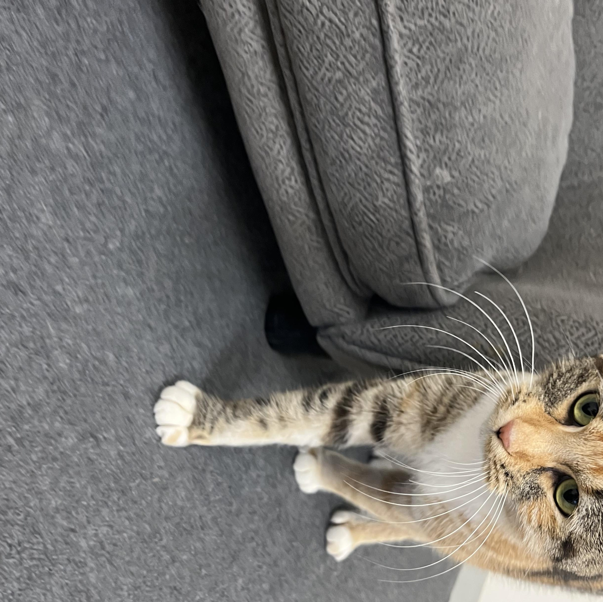Enlarge Charity, a Adoptable Domestic Short Hair in Red Wing, MN image 3/4